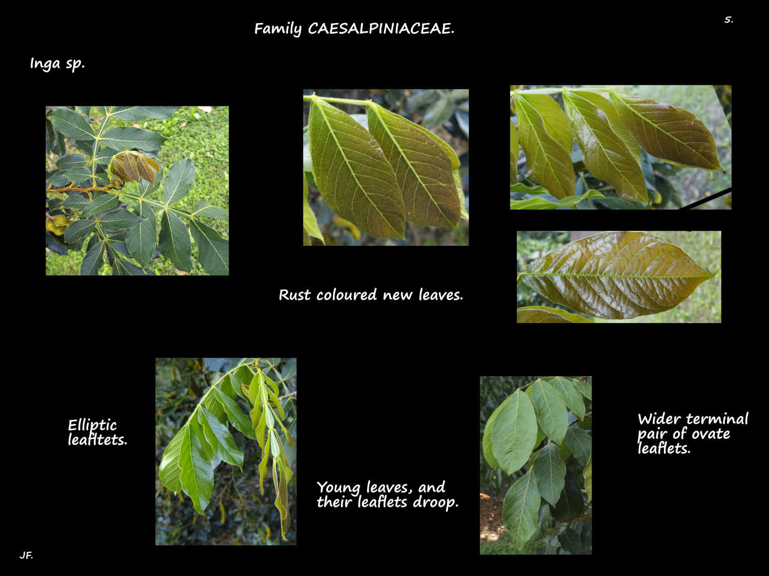 5 Tinted & drooping new Inga leaves