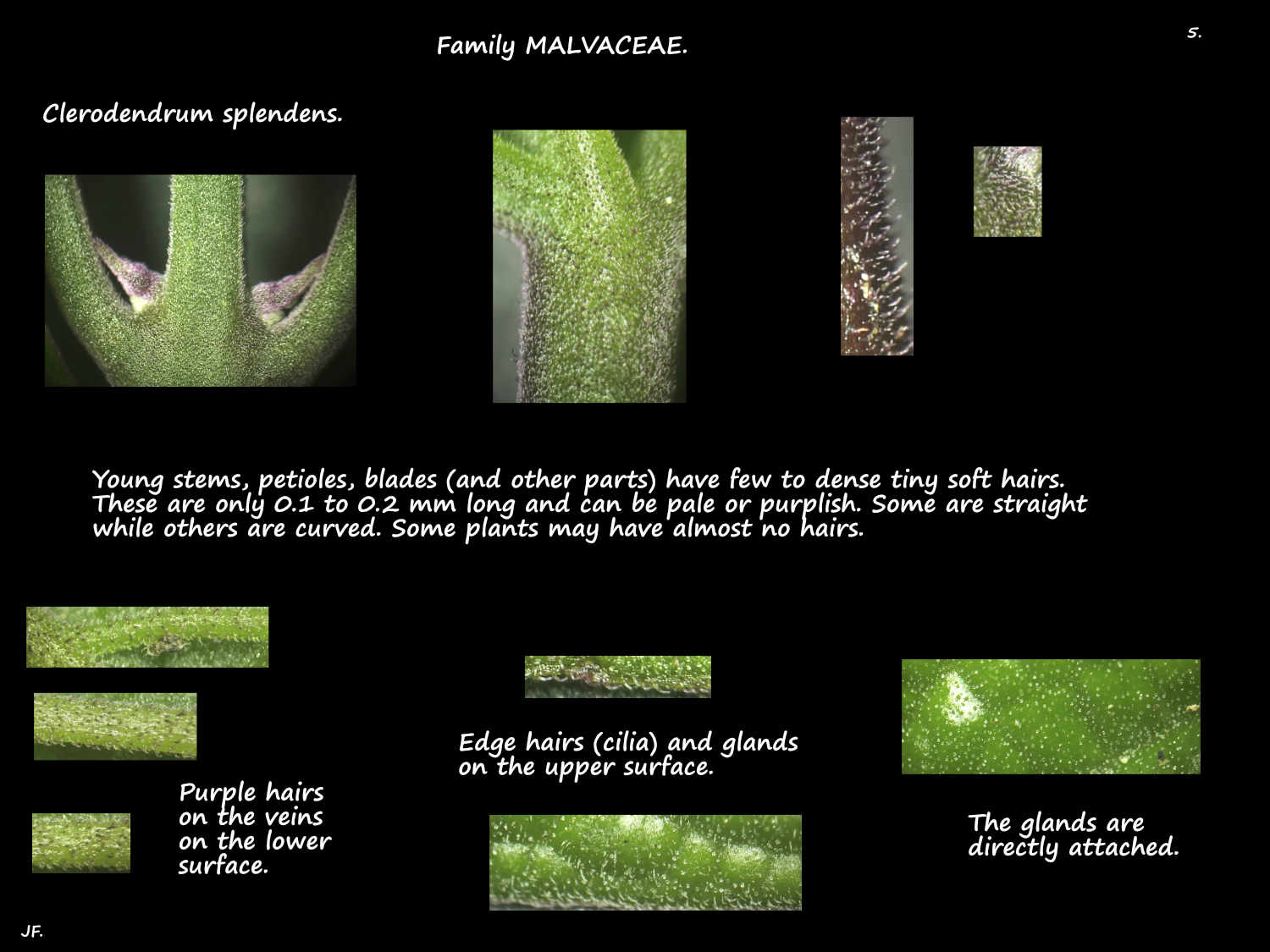 5 Tiny Clerodendrum splendens leaf hairs