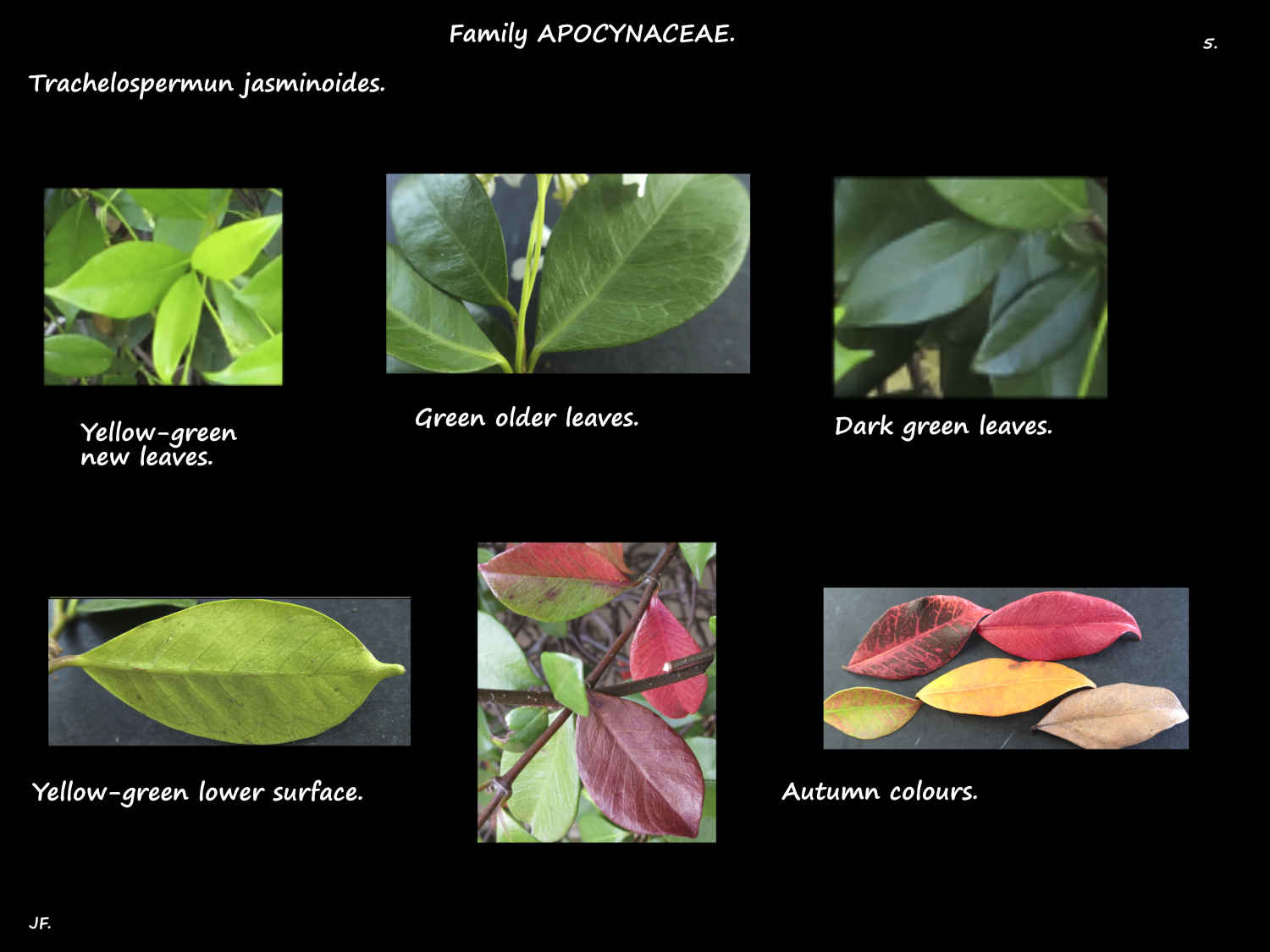 5 Trachelospermum jasminoides leaf colours