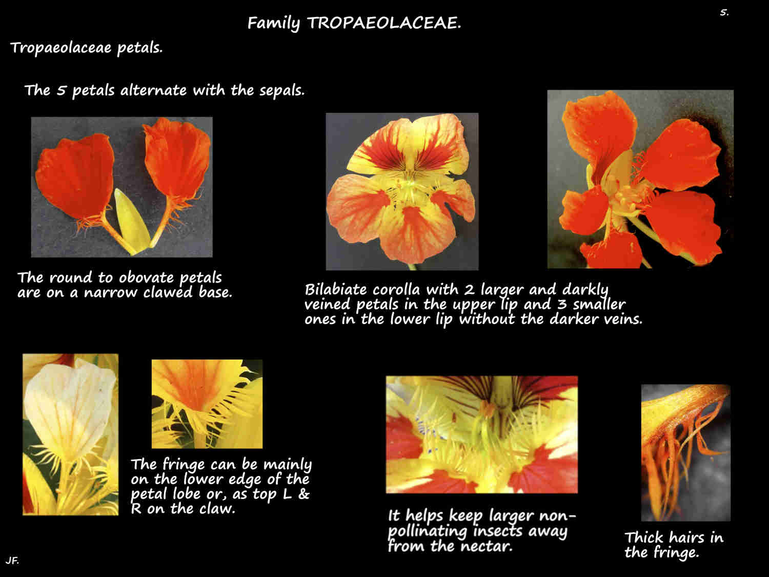 5 Tropaeolaceae petals