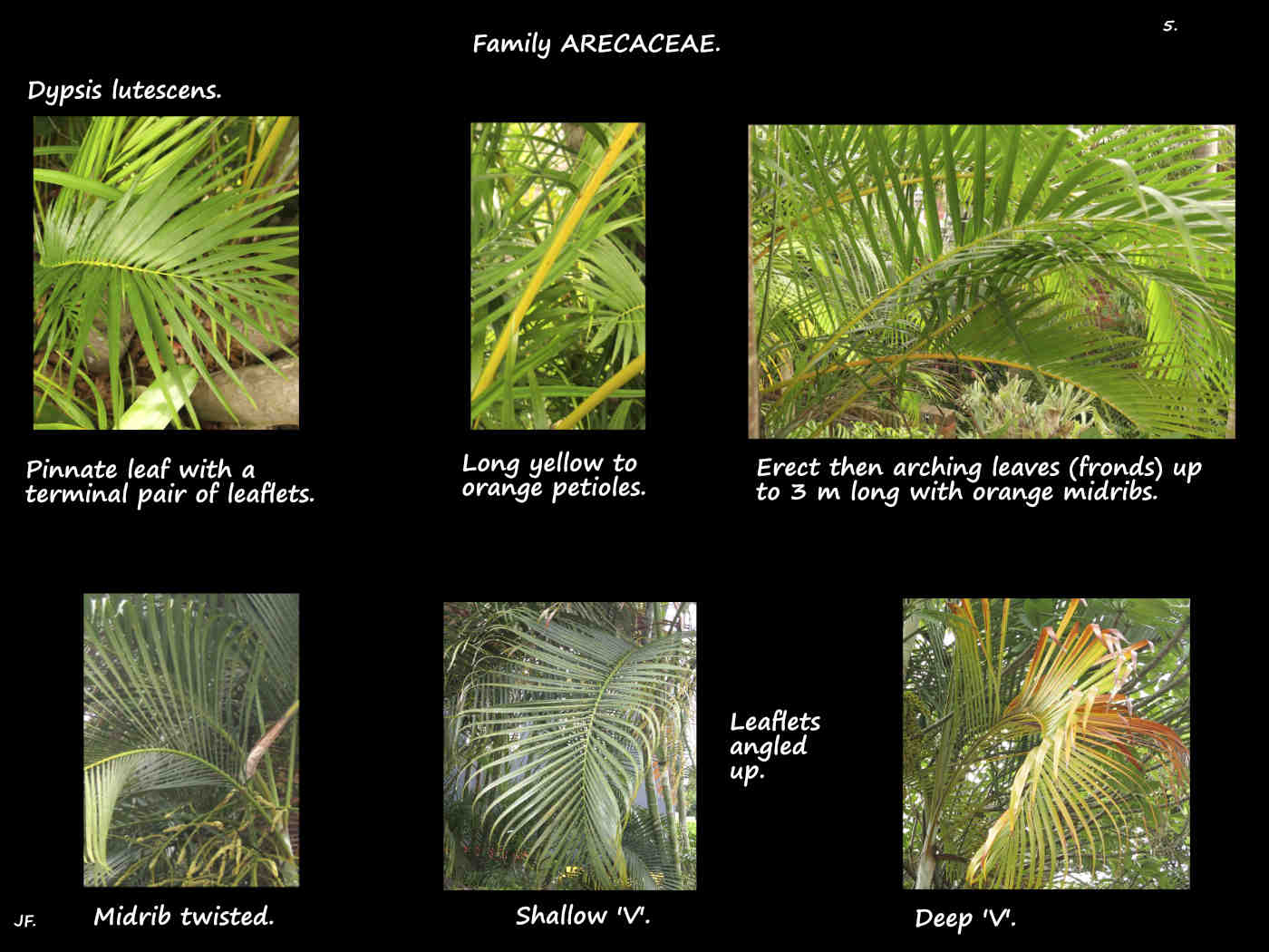 5 Twisted 'V' shaped adult Dypsis lutescens leaves