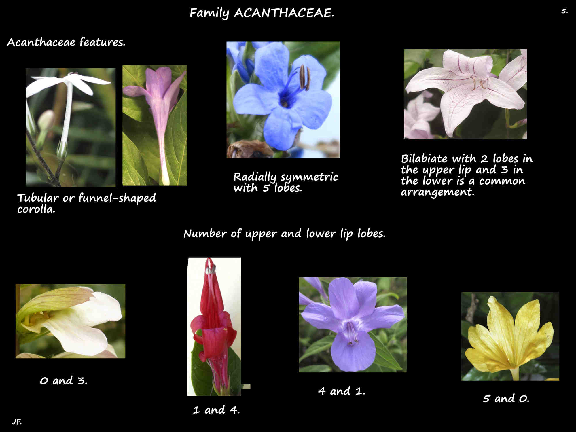 5 Types of Acanthaceae corollas