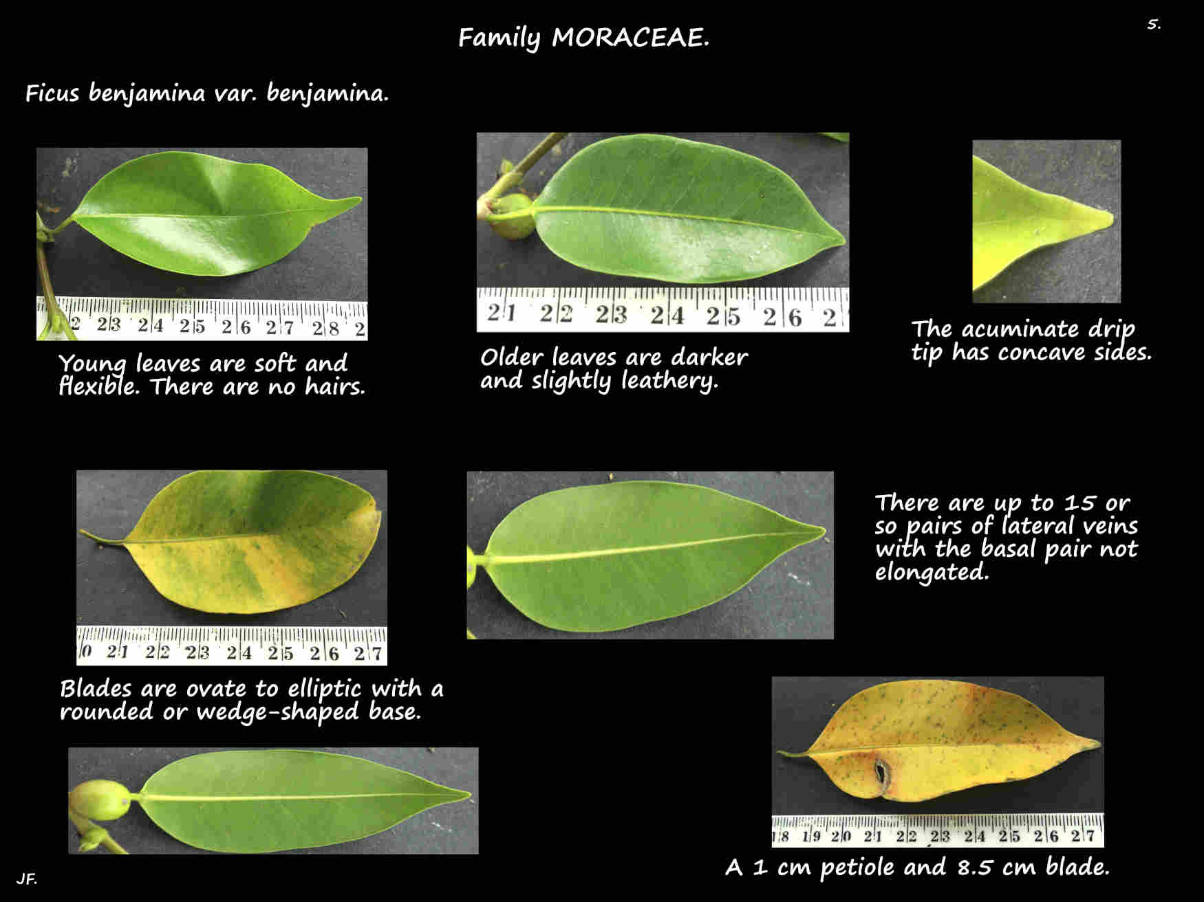 5 Variable leaf shapes of Ficus benjamina