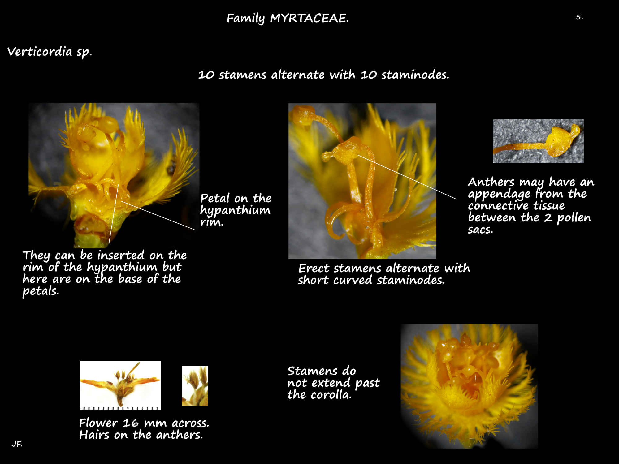 5 Verticordia sp. stamens