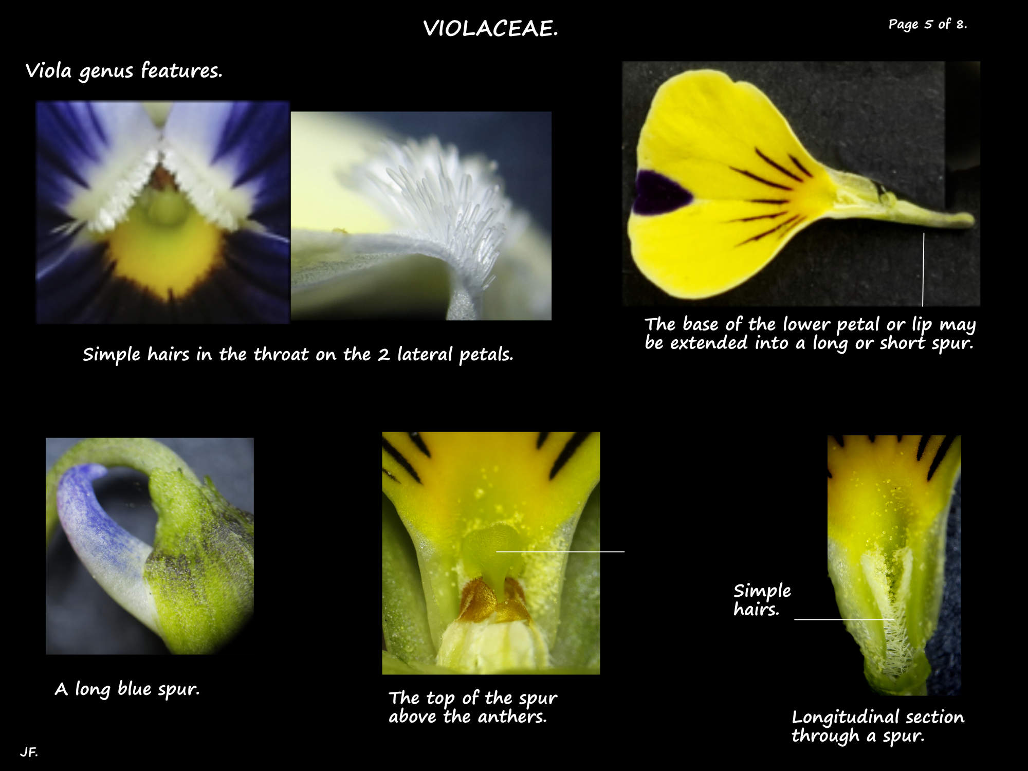 5 Viola petal hairs & the spur