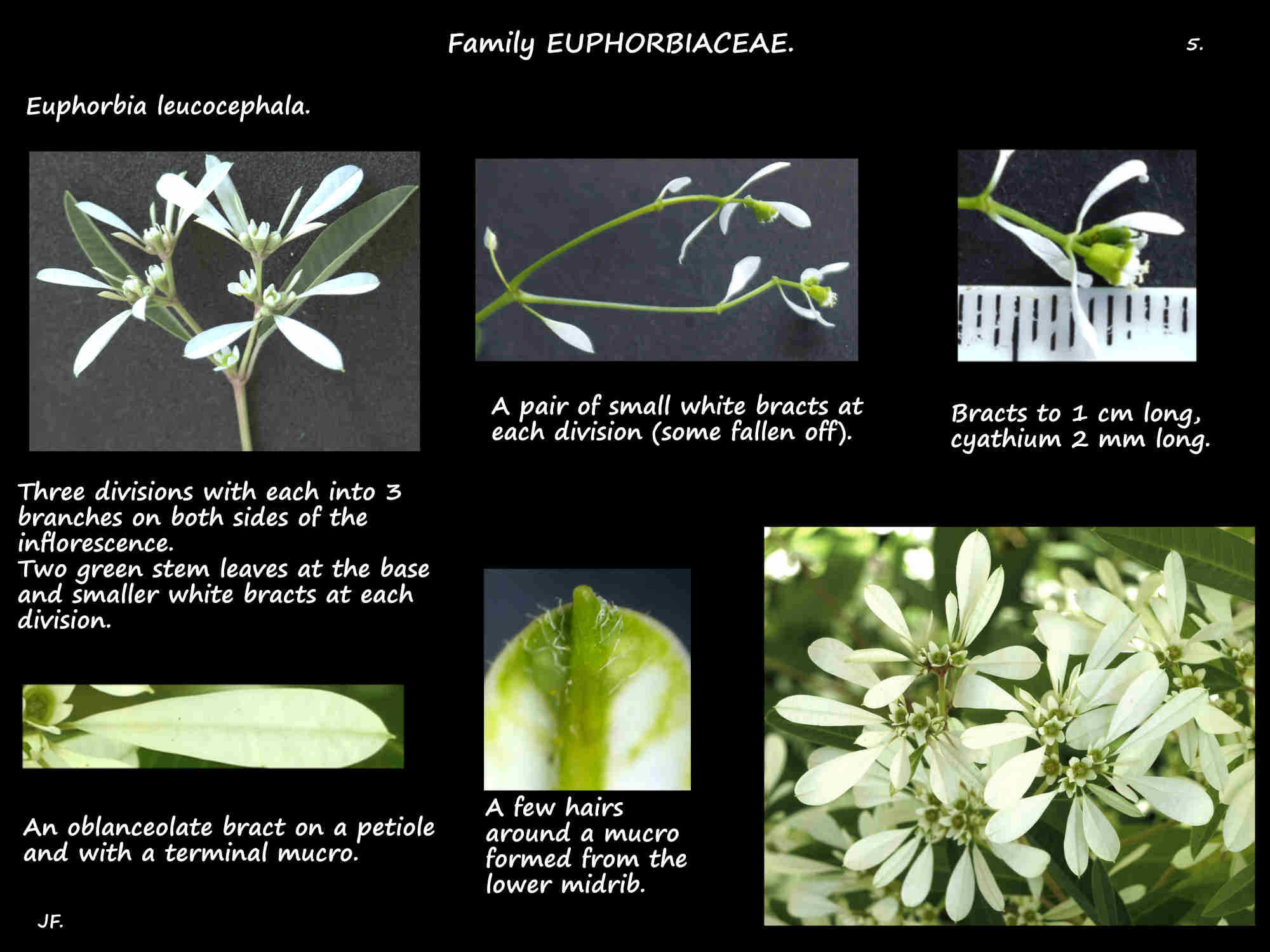 5 White bracts on branched inflorescences of Euphorbia leucocephala