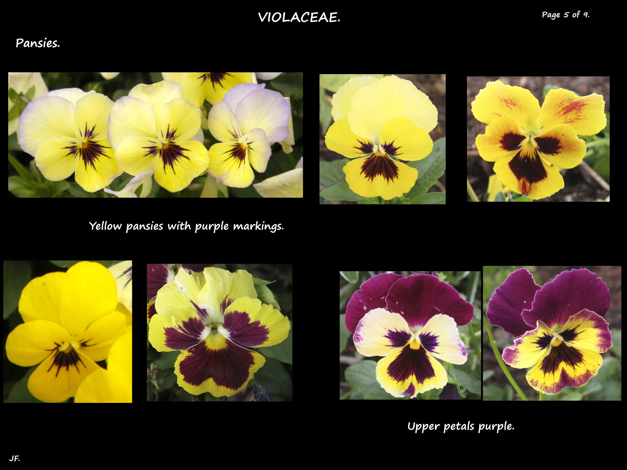 5 Yellow pansies with purple