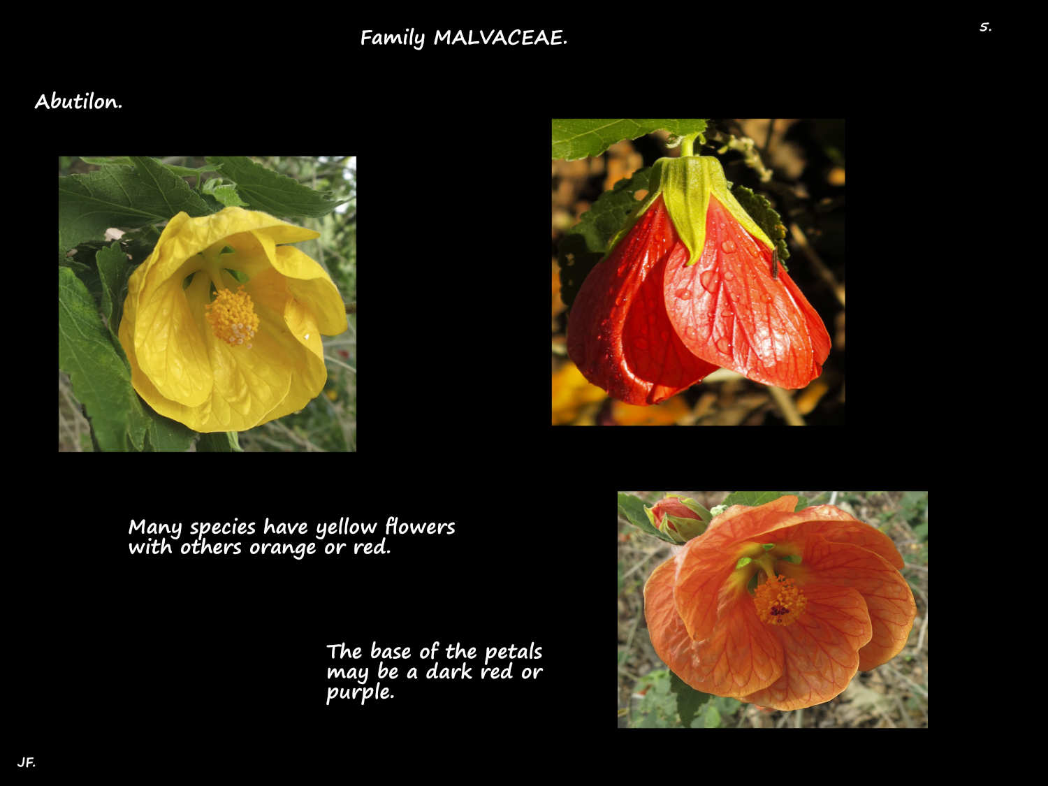 5 Yellow, red & orange Abutilon flowers
