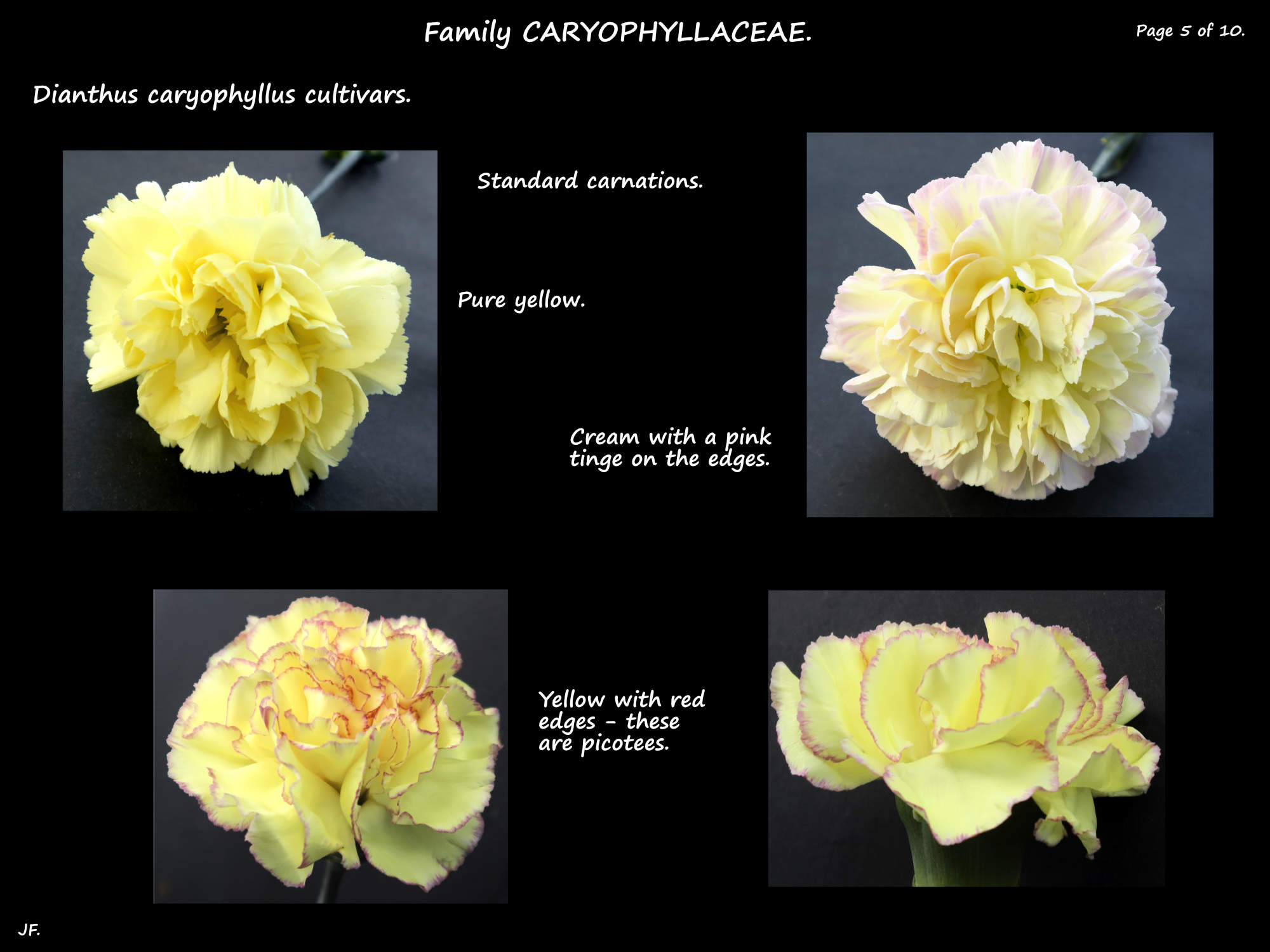 5 Yellow standard carnations