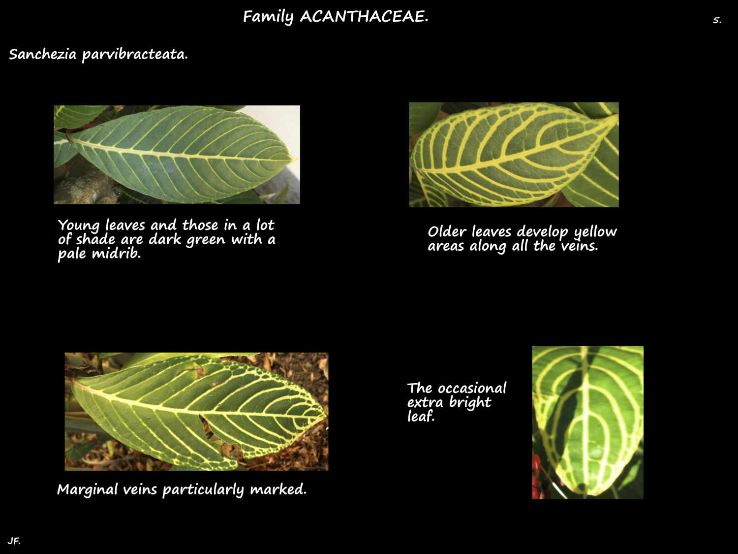 5 Yellow veined Sanchezia parvibracteata leaves
