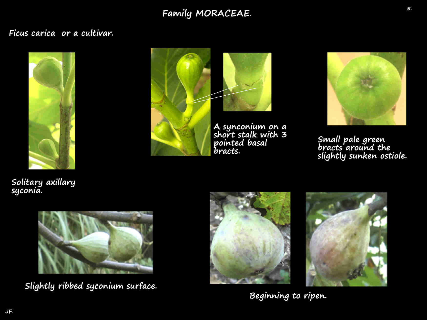 5 Young green Ficus carica syconia