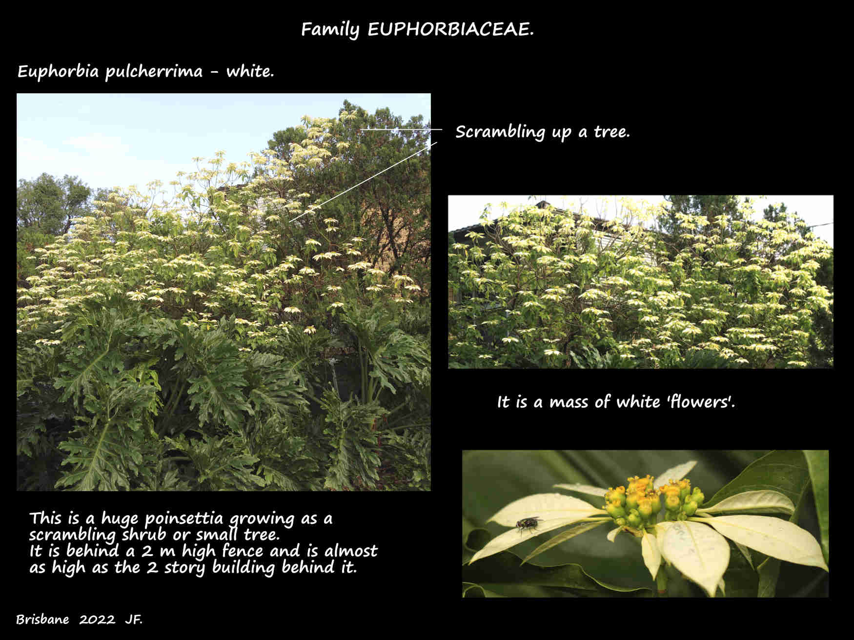 5b A large white poinsettia tree