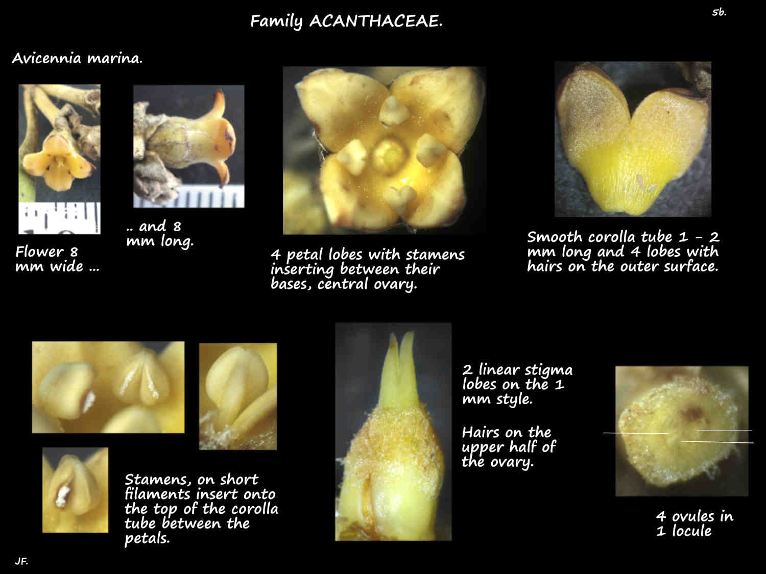 5b Avicennia corolla, stamens & ovary