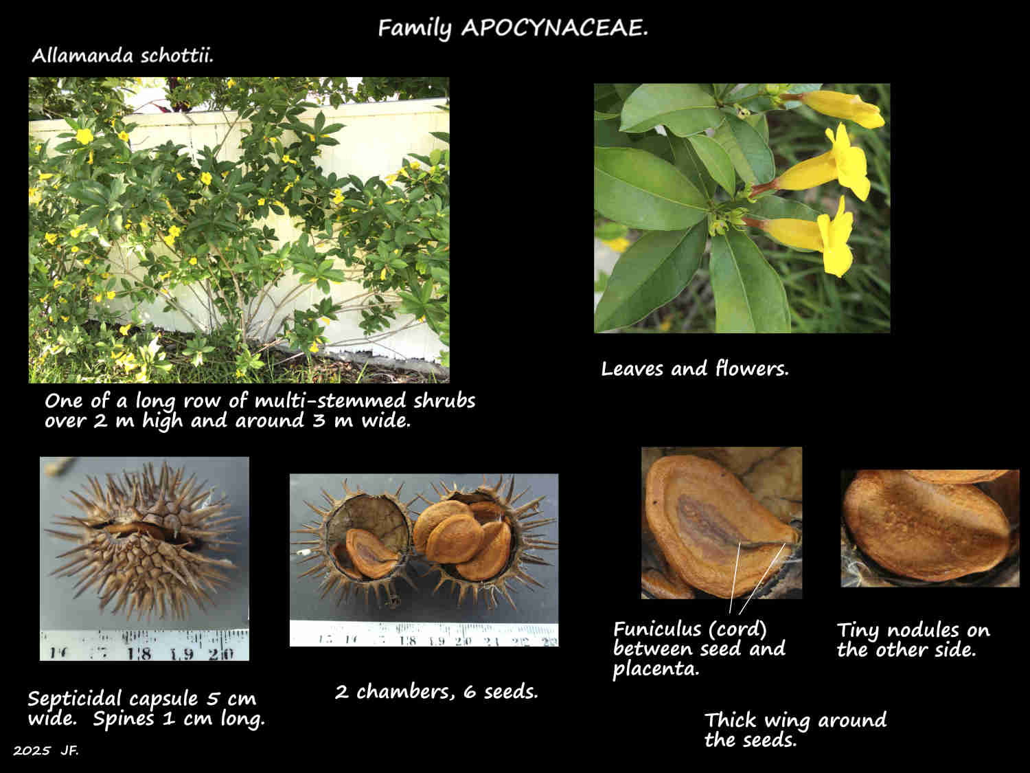 5b Large Allamander schottii shrub & seeds