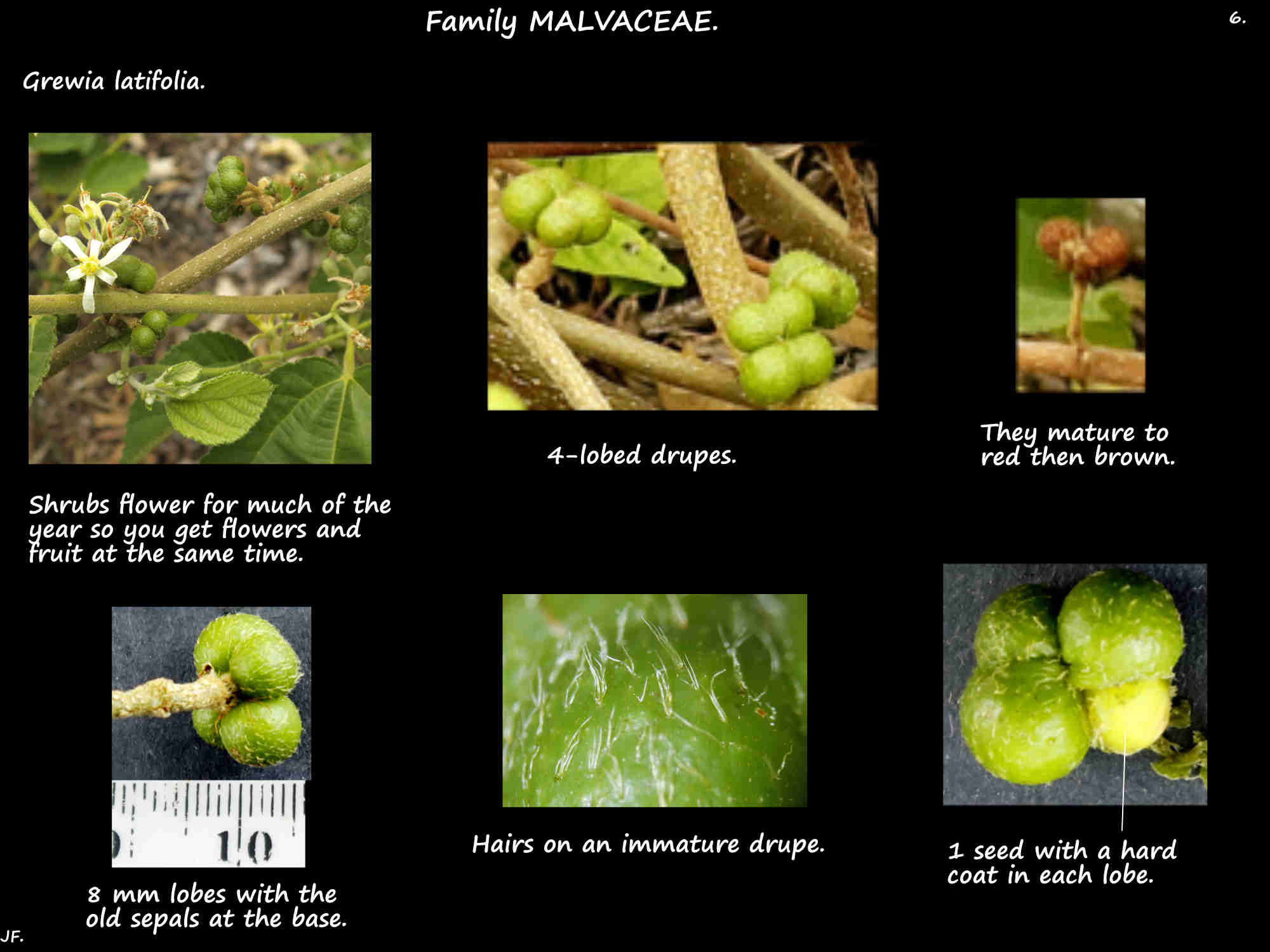 6 4-lobed drupes of Grewia latifolia