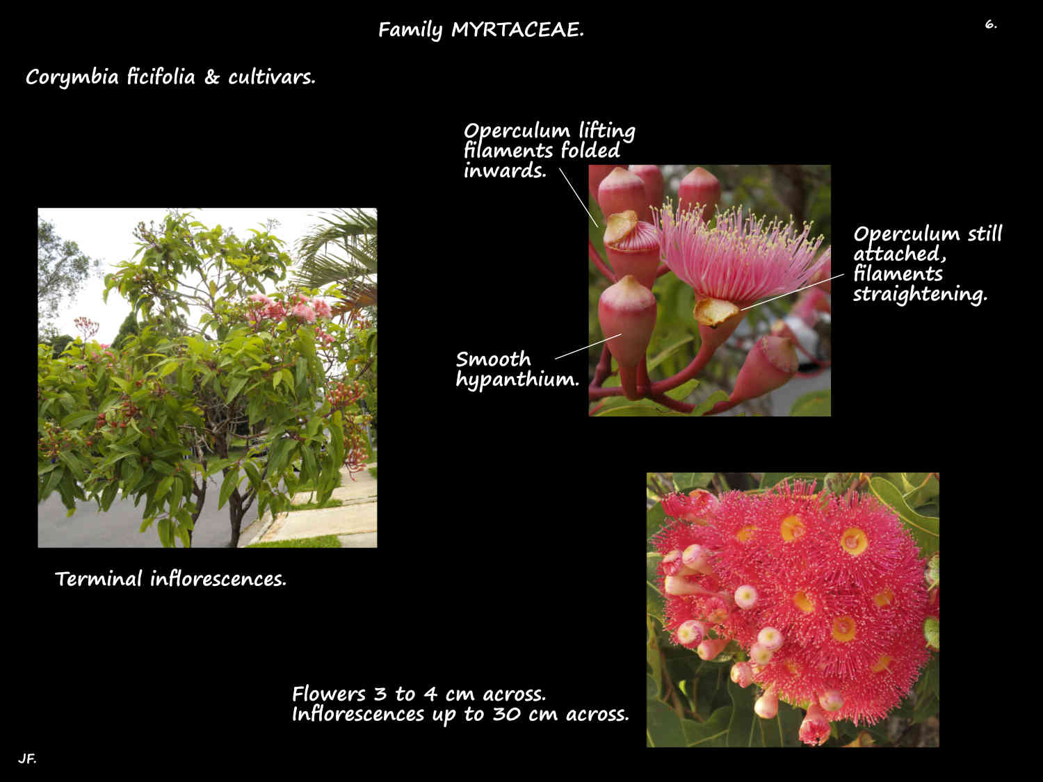 6 A Red-flowering gum