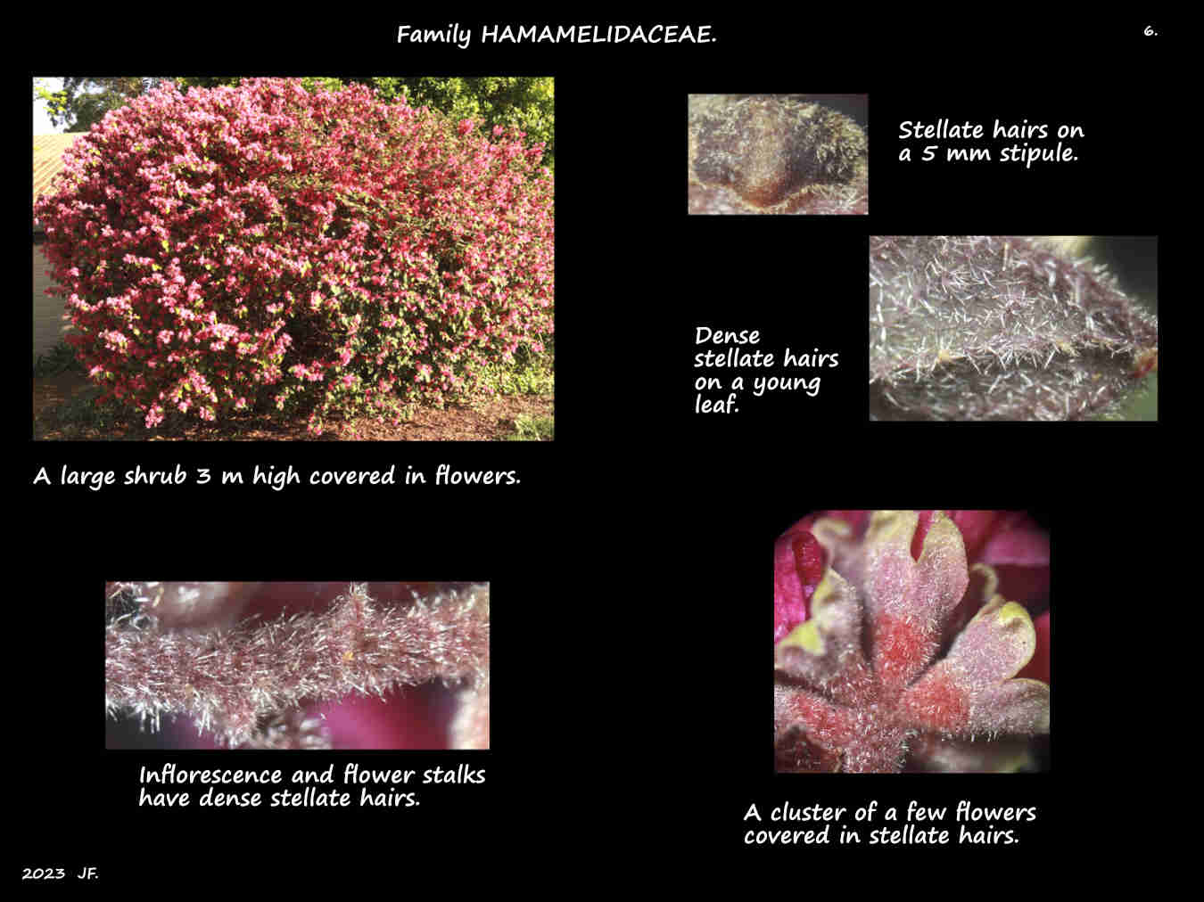 6 A large Loropetalum shrub flowering