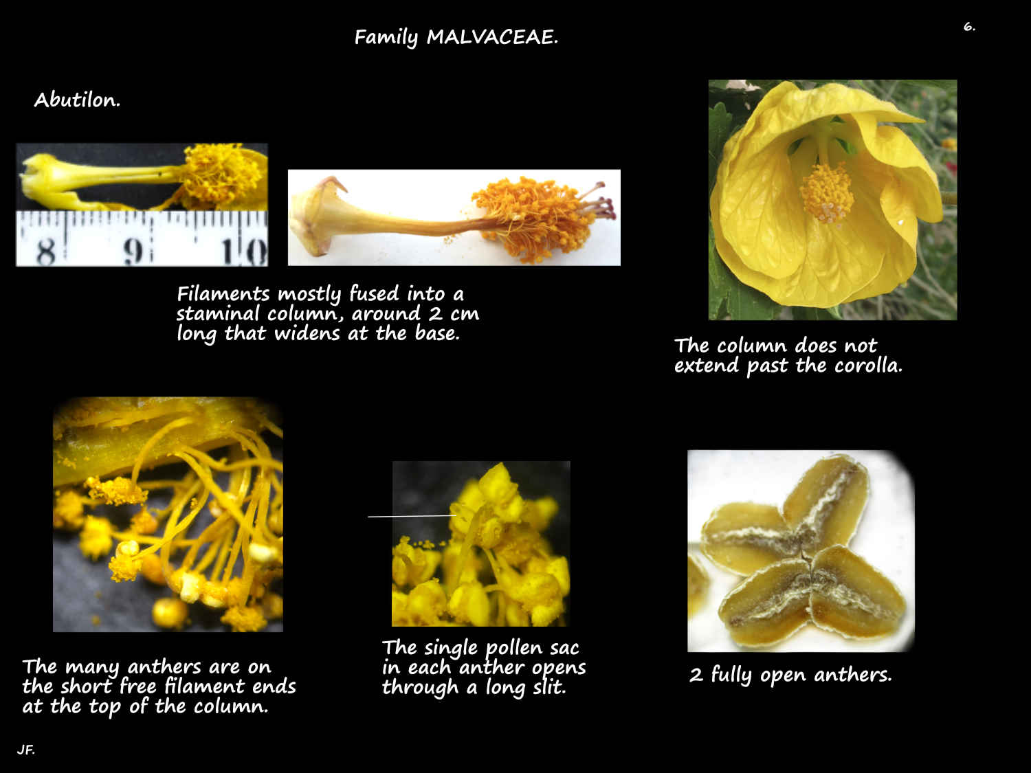6 Abutilon staminal column