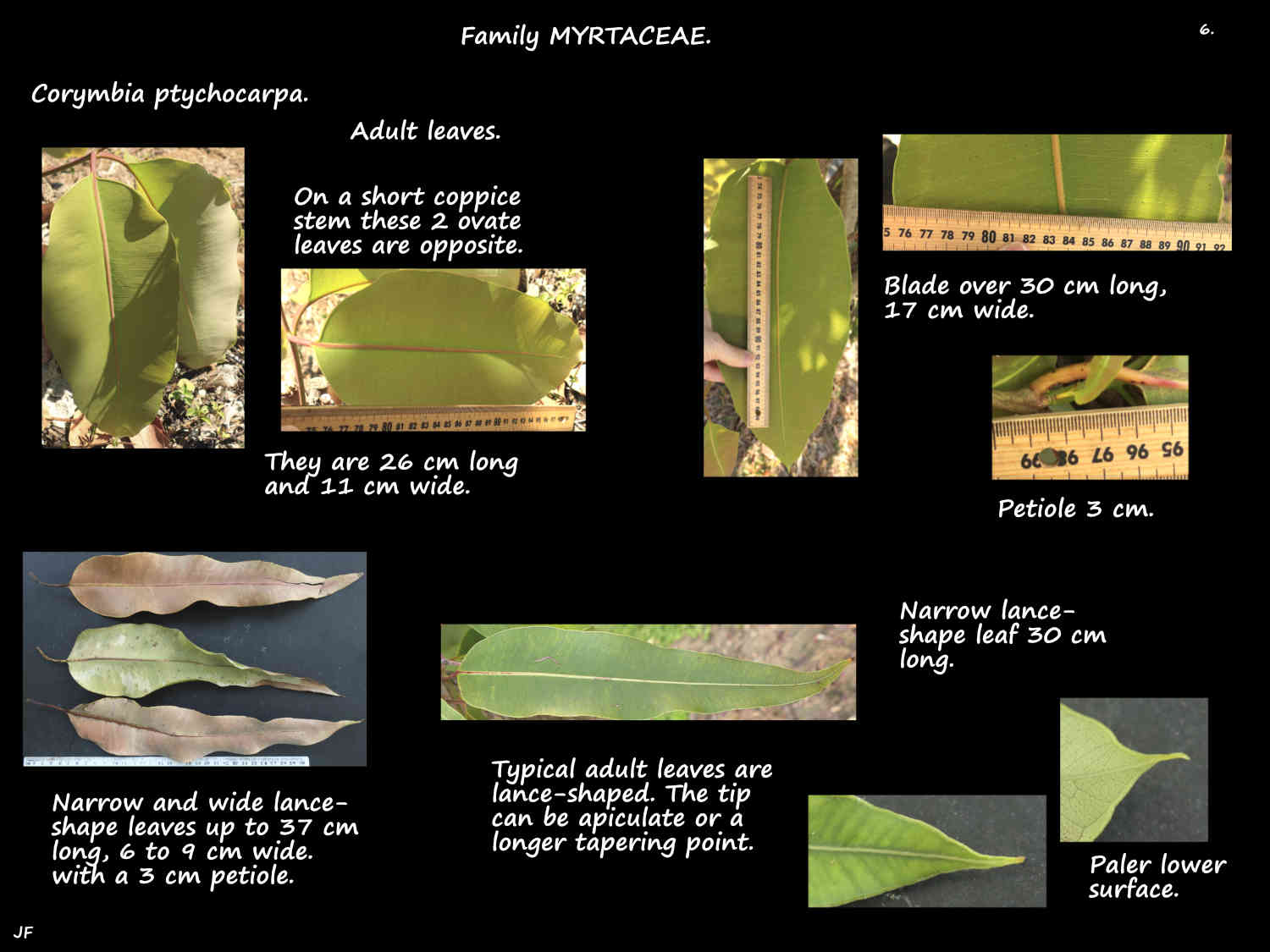 6 Adult Corymbia ptychocarpa leaves