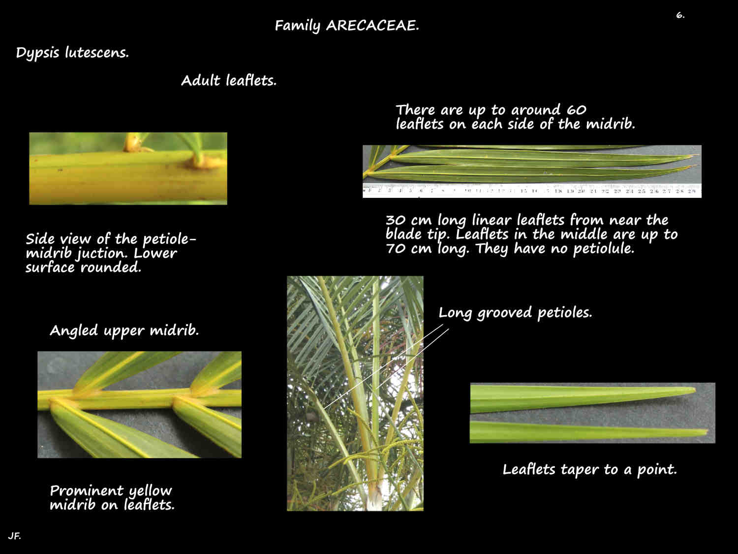 6 Adult Yellow Cane palm leaflets
