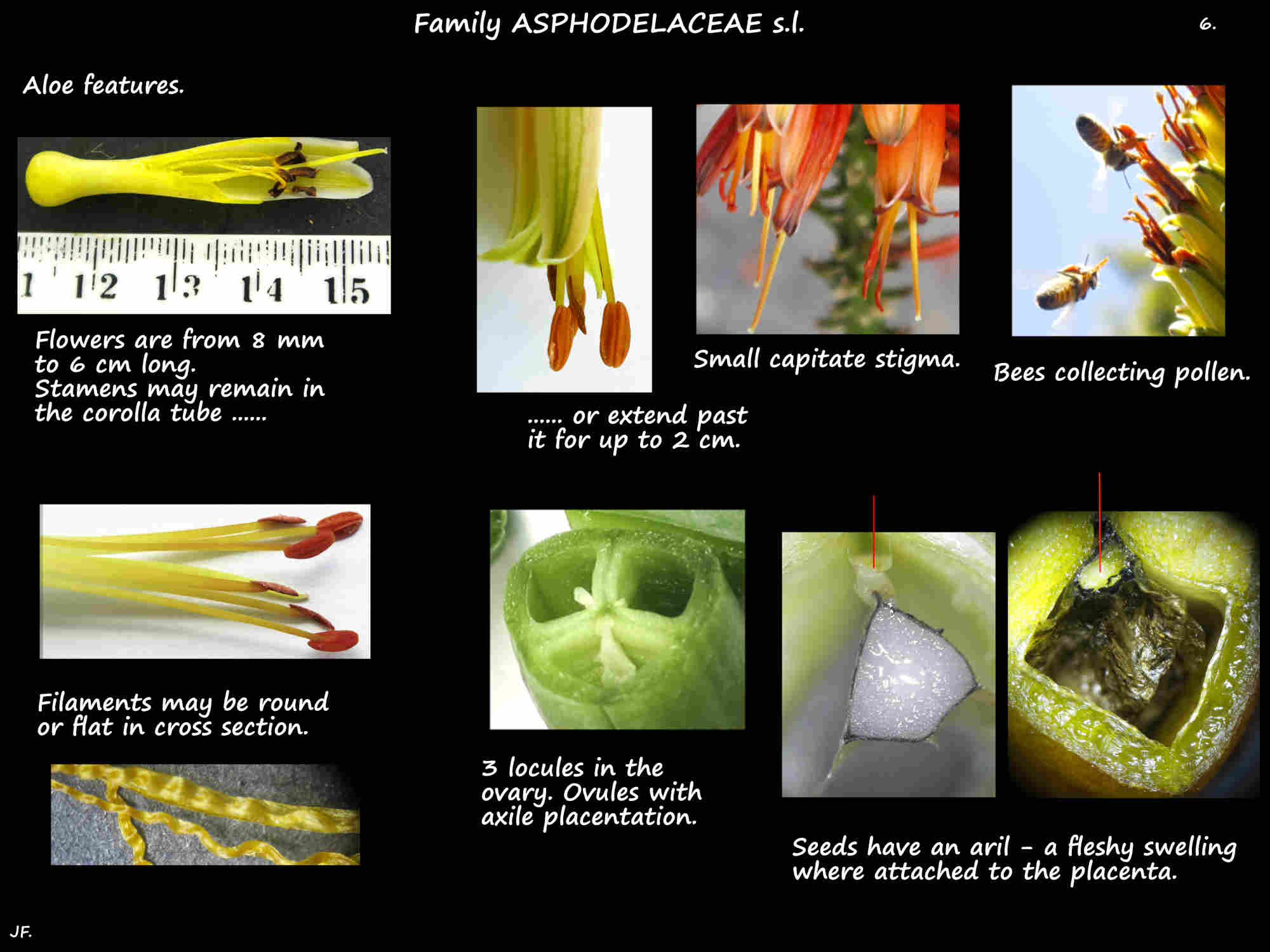 6 Aloe stamens, ovary & seed aril