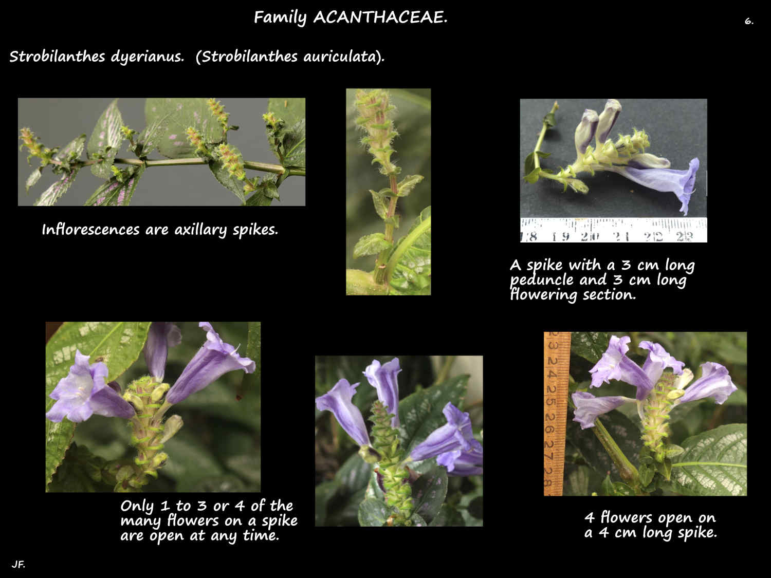 6 Aluminium plant inflorescences