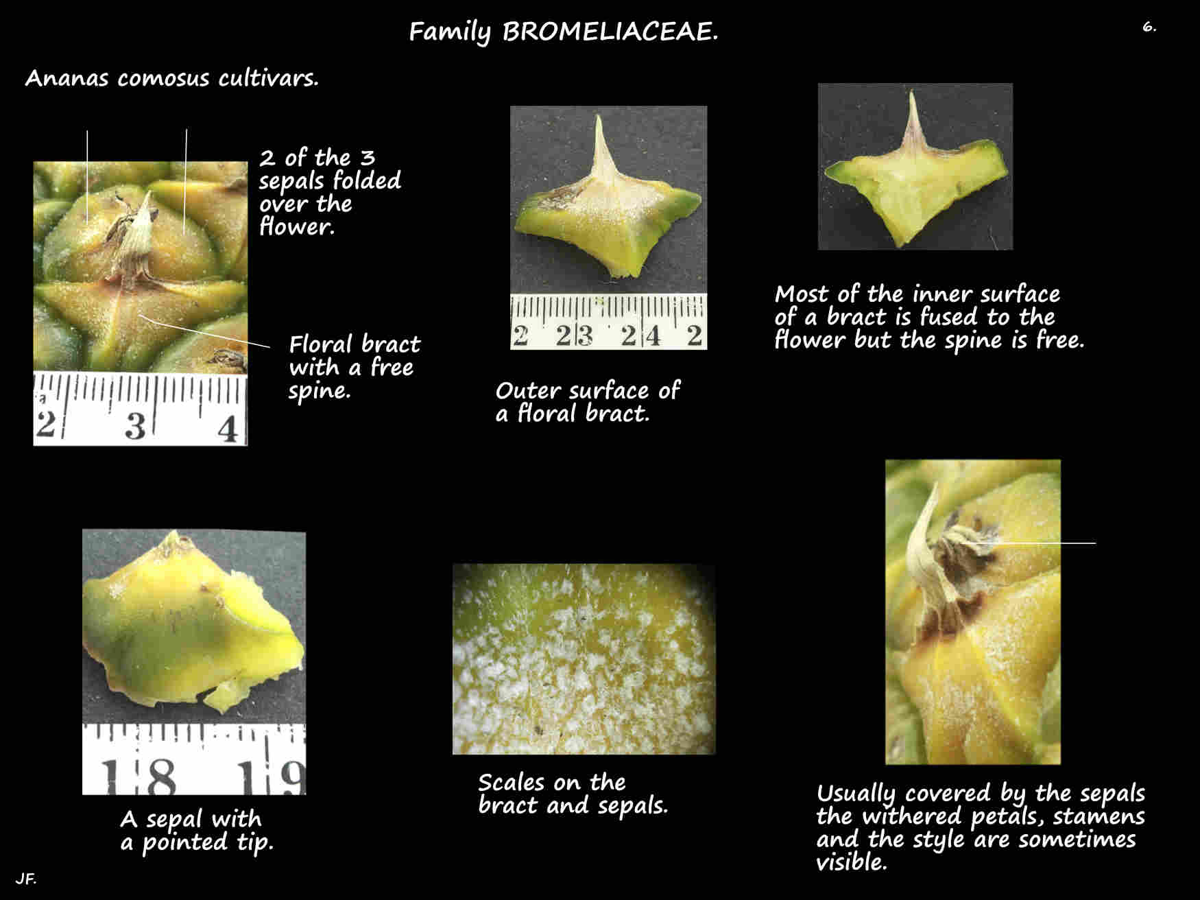 6 Ananas comosus floral bracts & sepals