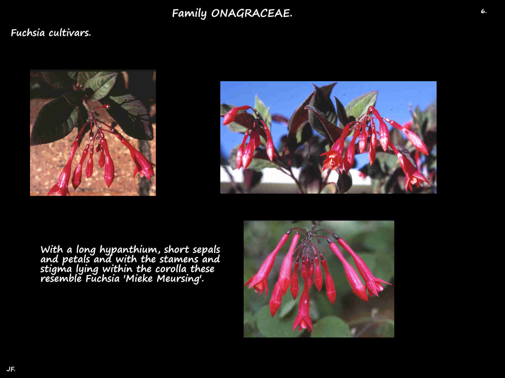 6 Another single Fuchsia cultivar