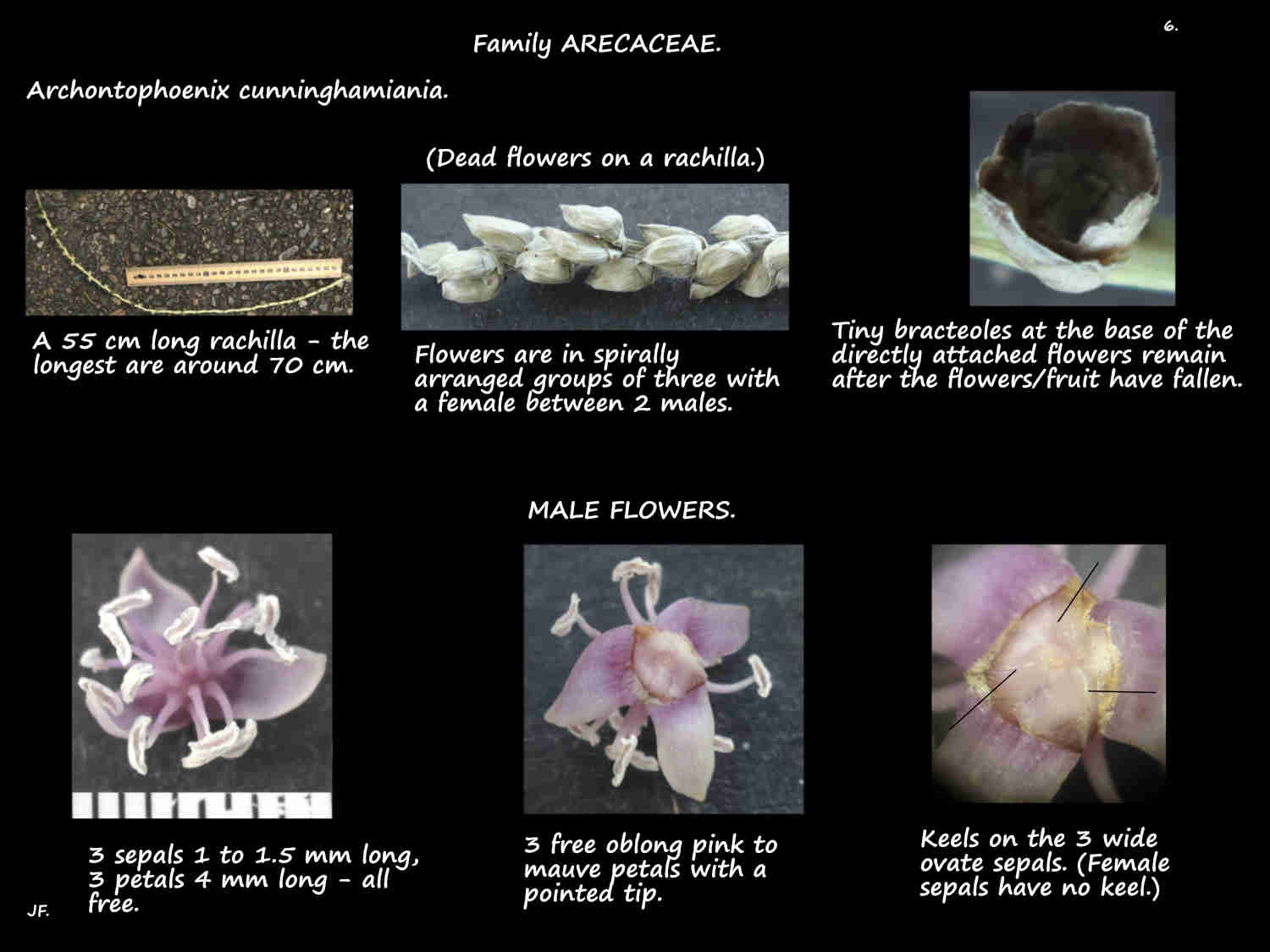 6 Archontiophoenix cunninghamiana flowers
