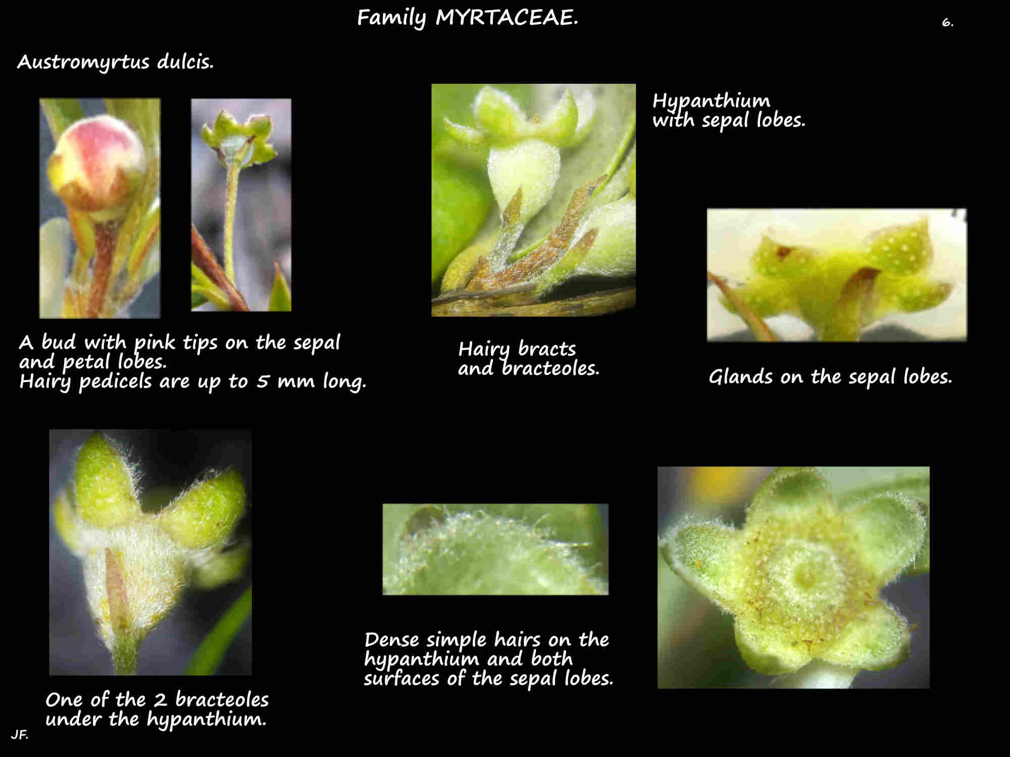 6 Austromyrtus dulcis hypanthium & sepal lobes