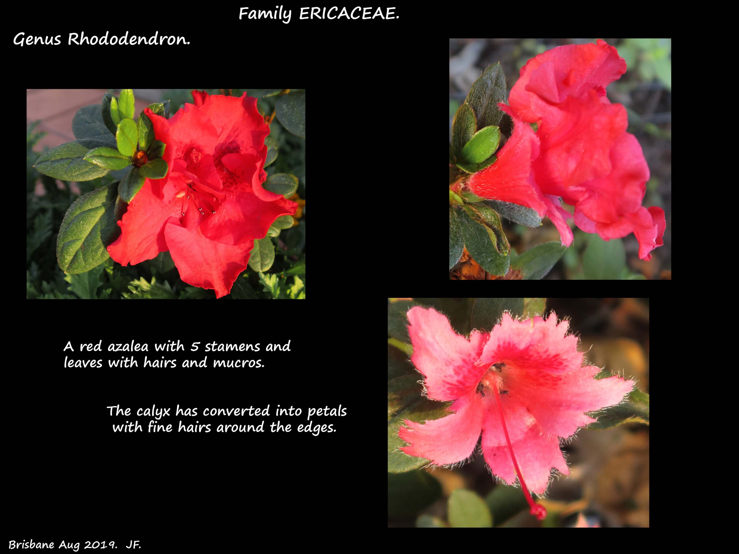 6 Azalea calyces convert to petals