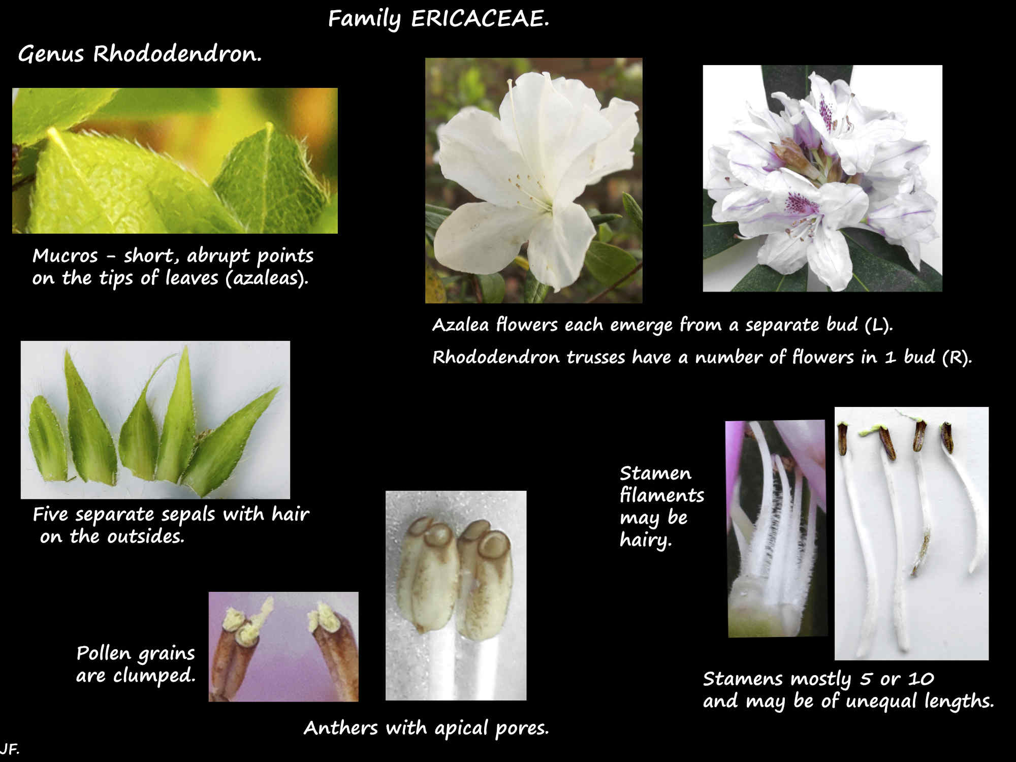 6 Azalea flowers & stamens
