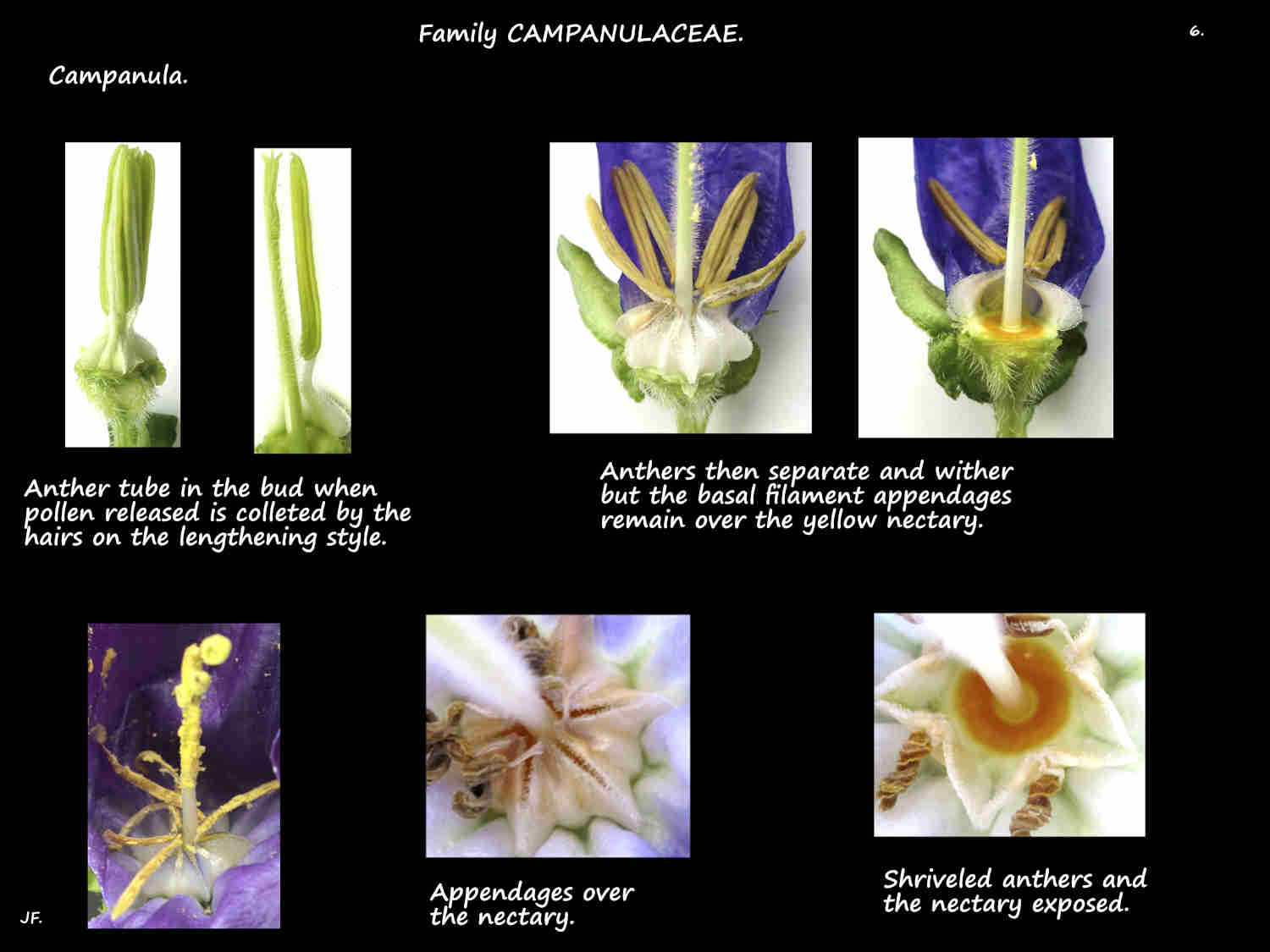 6 Basal appendages on Campanula stamens