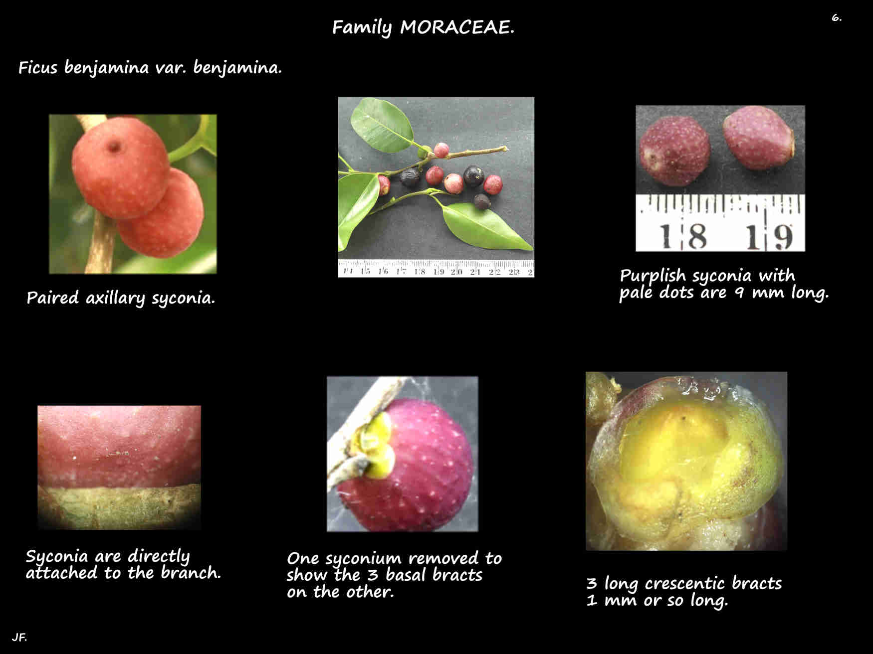 6 Basal bracts on a Ficus benjamina syconium