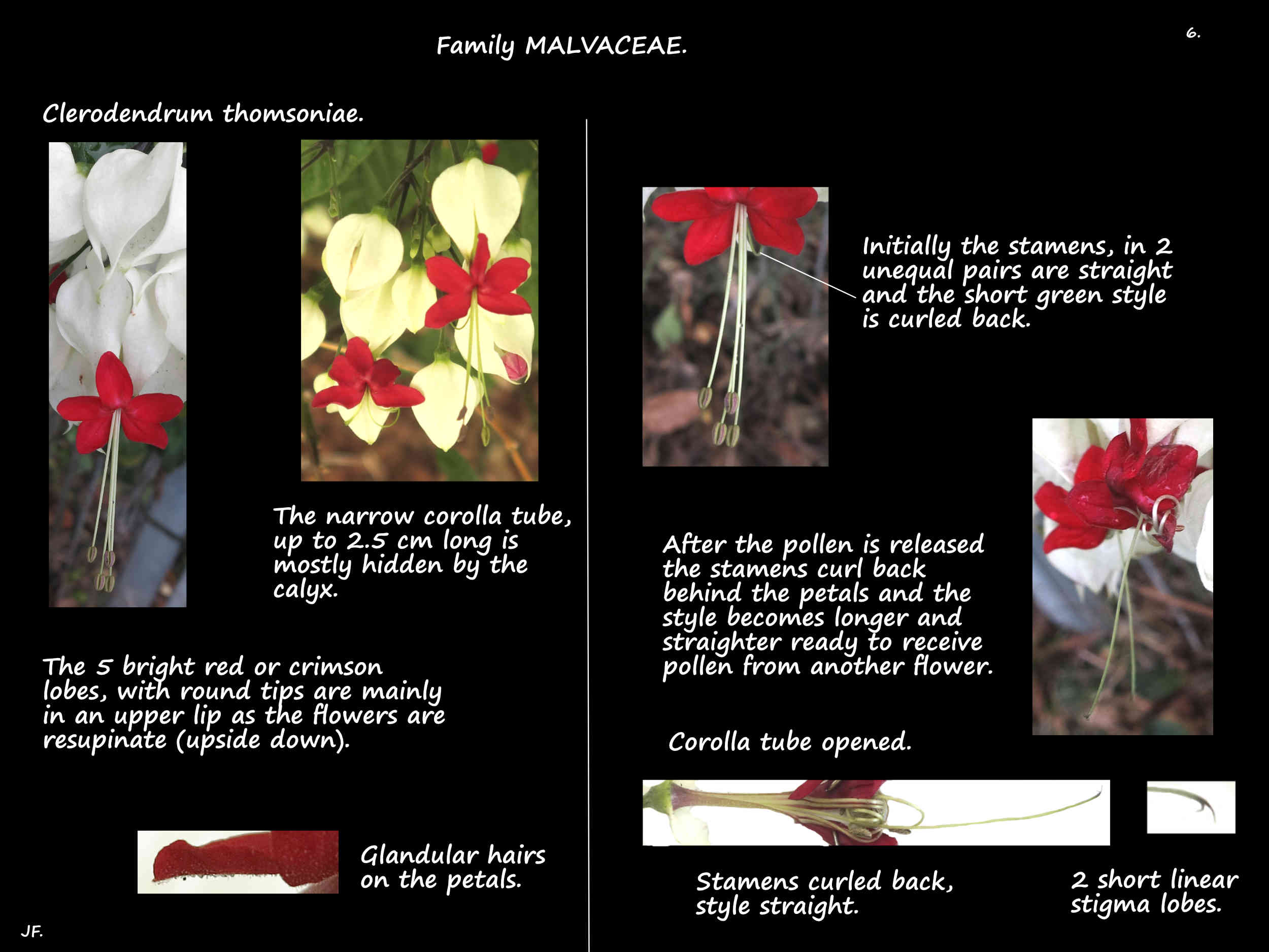 6 Bleeding Heart petals & stamens