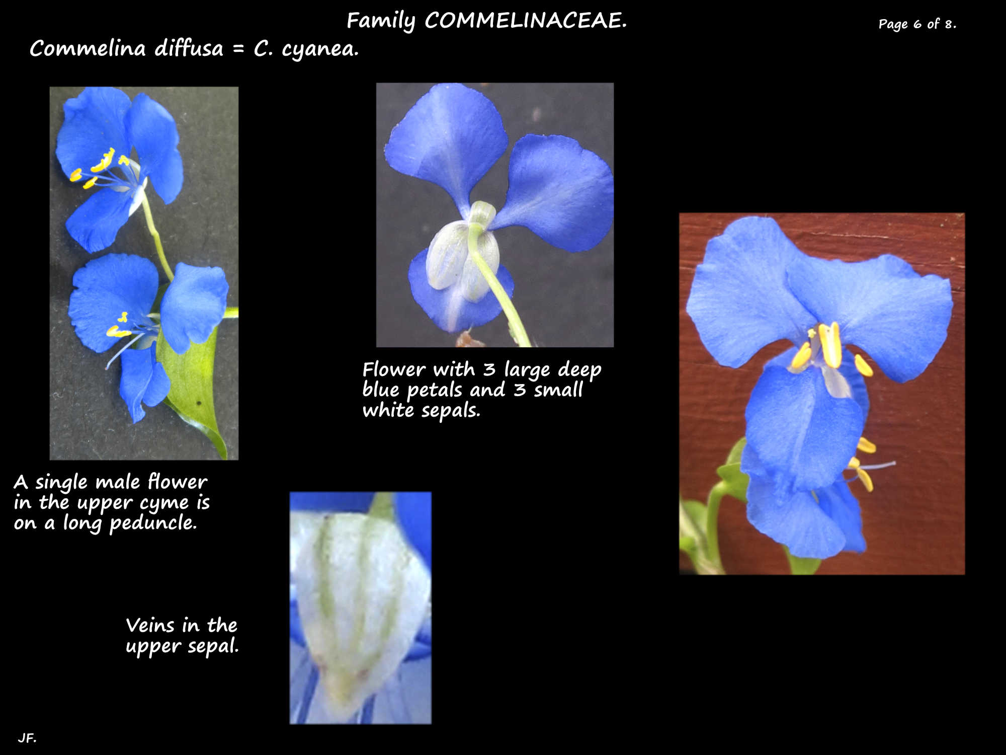 6 Blue Commelina flowers