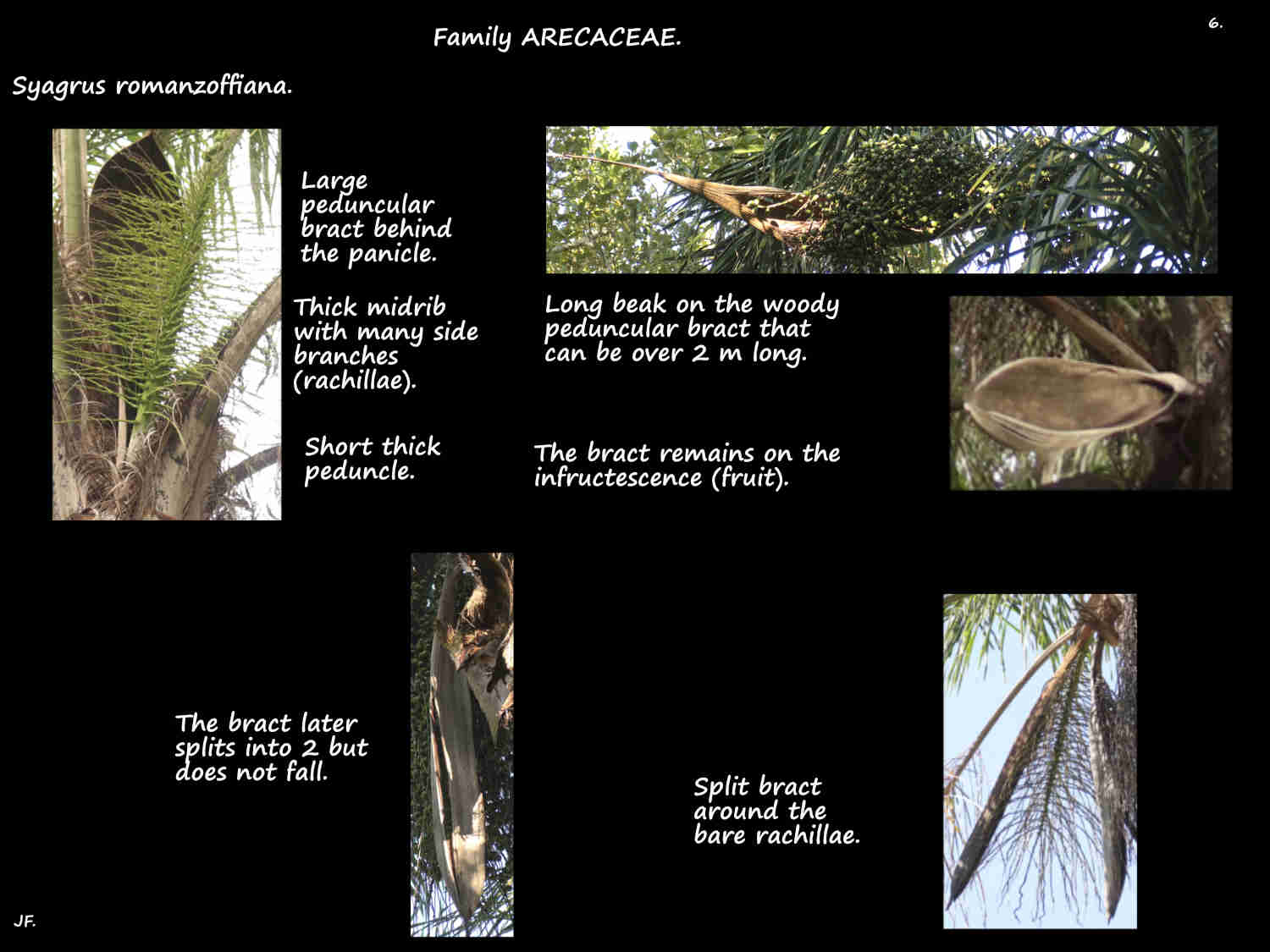 6 Bract on Queen palm inflorescences