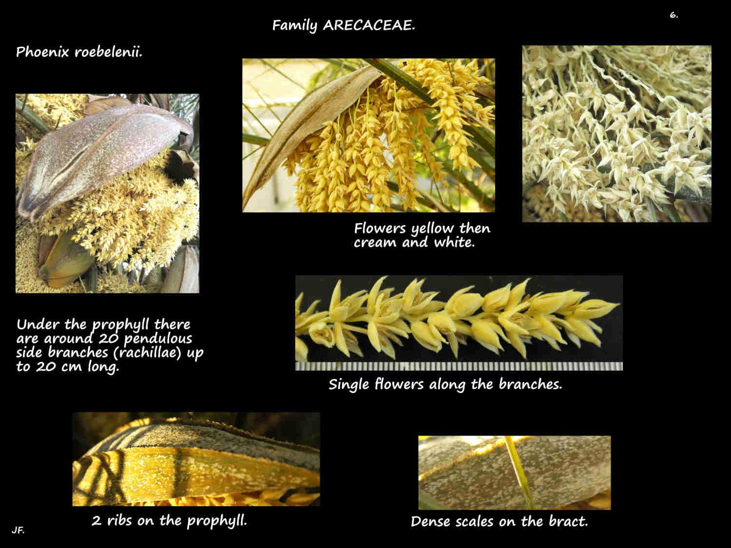 6 Bracts on Dwarf date palm inflorescences
