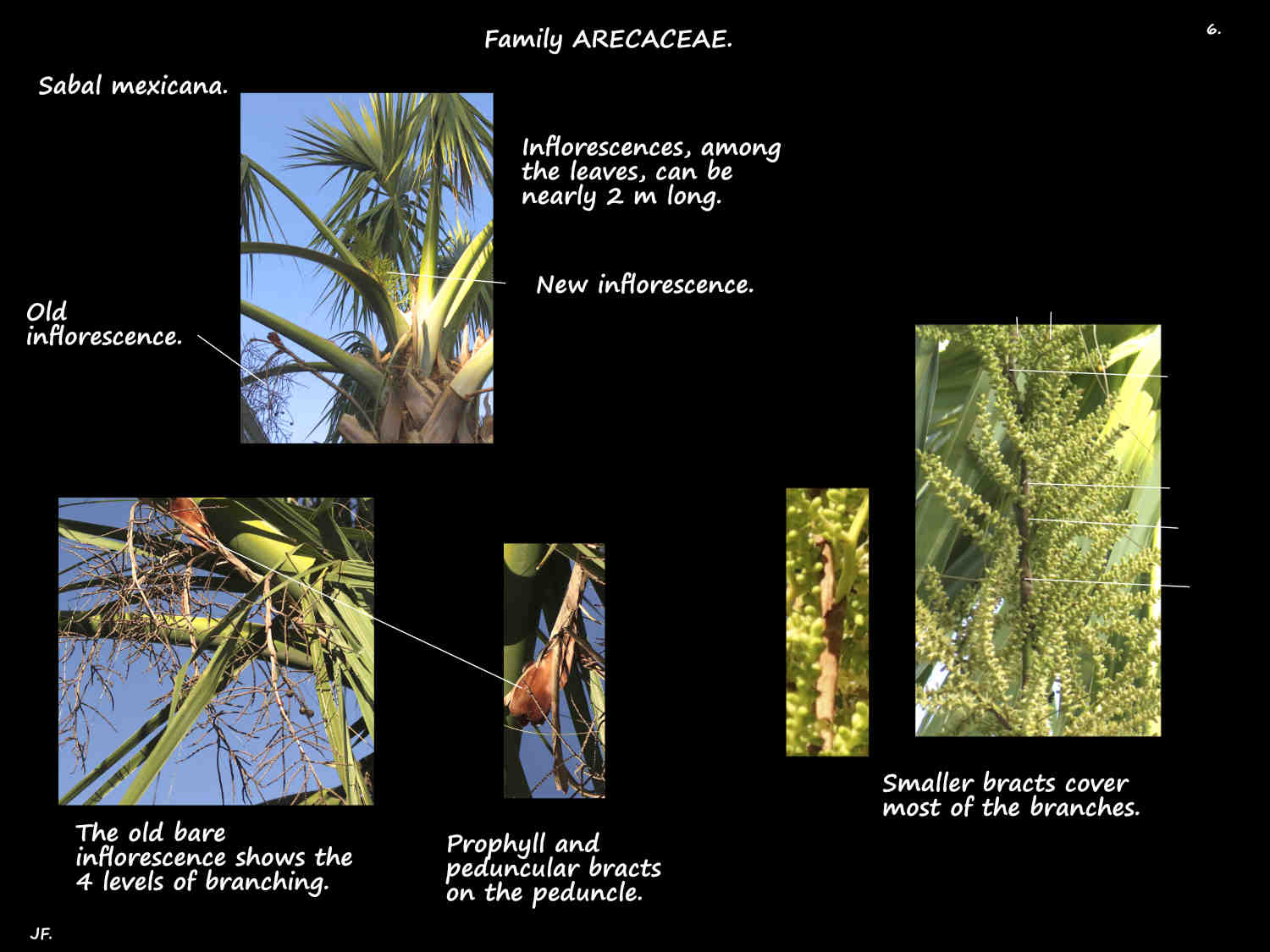6 Bracts on Sabal mexicana inflorescences
