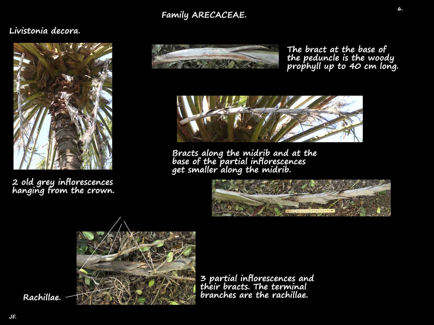 6 Bracts on Weeping Cabbage palm inflorescences