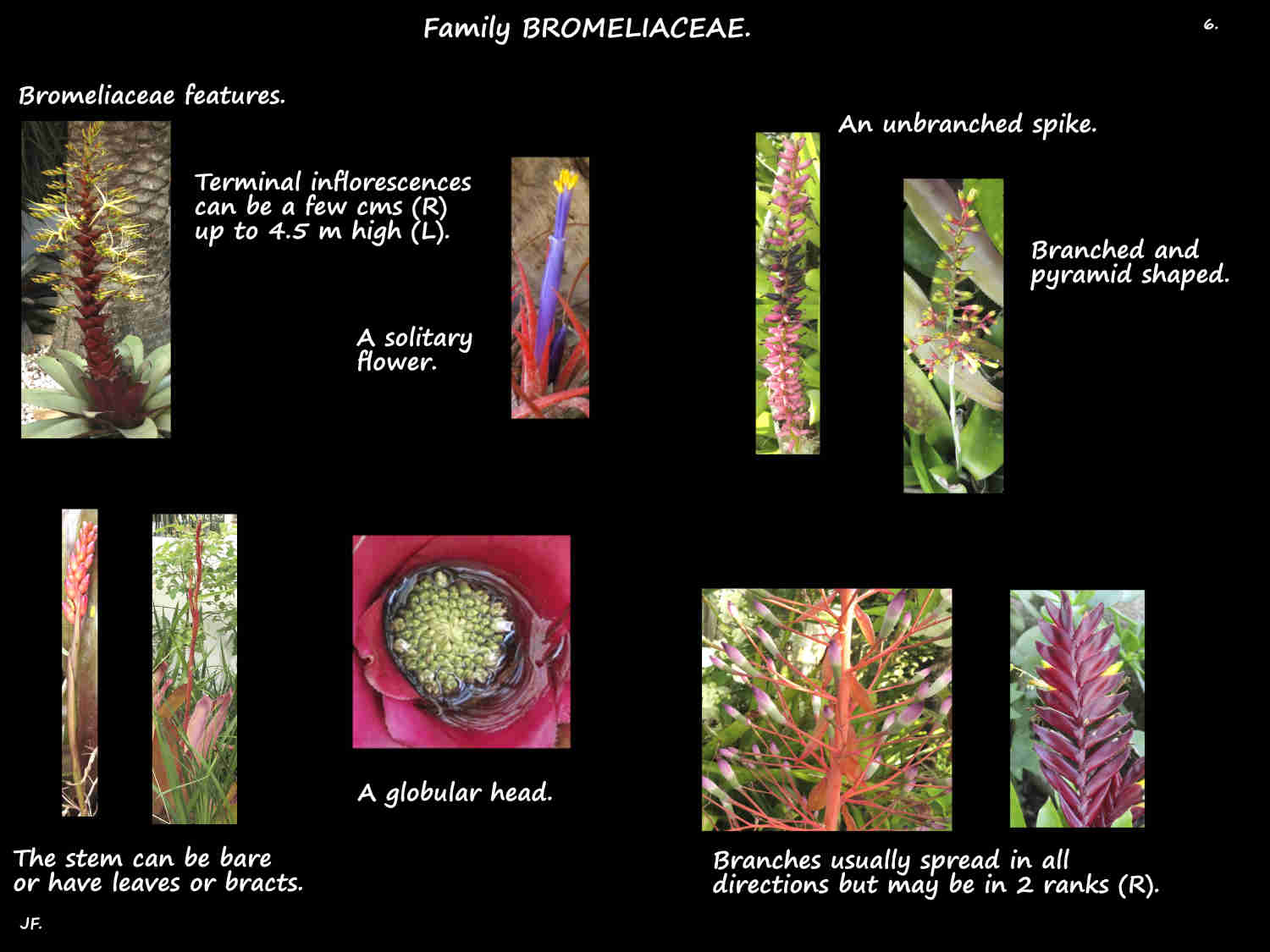 6 Bromeliad inflorescences