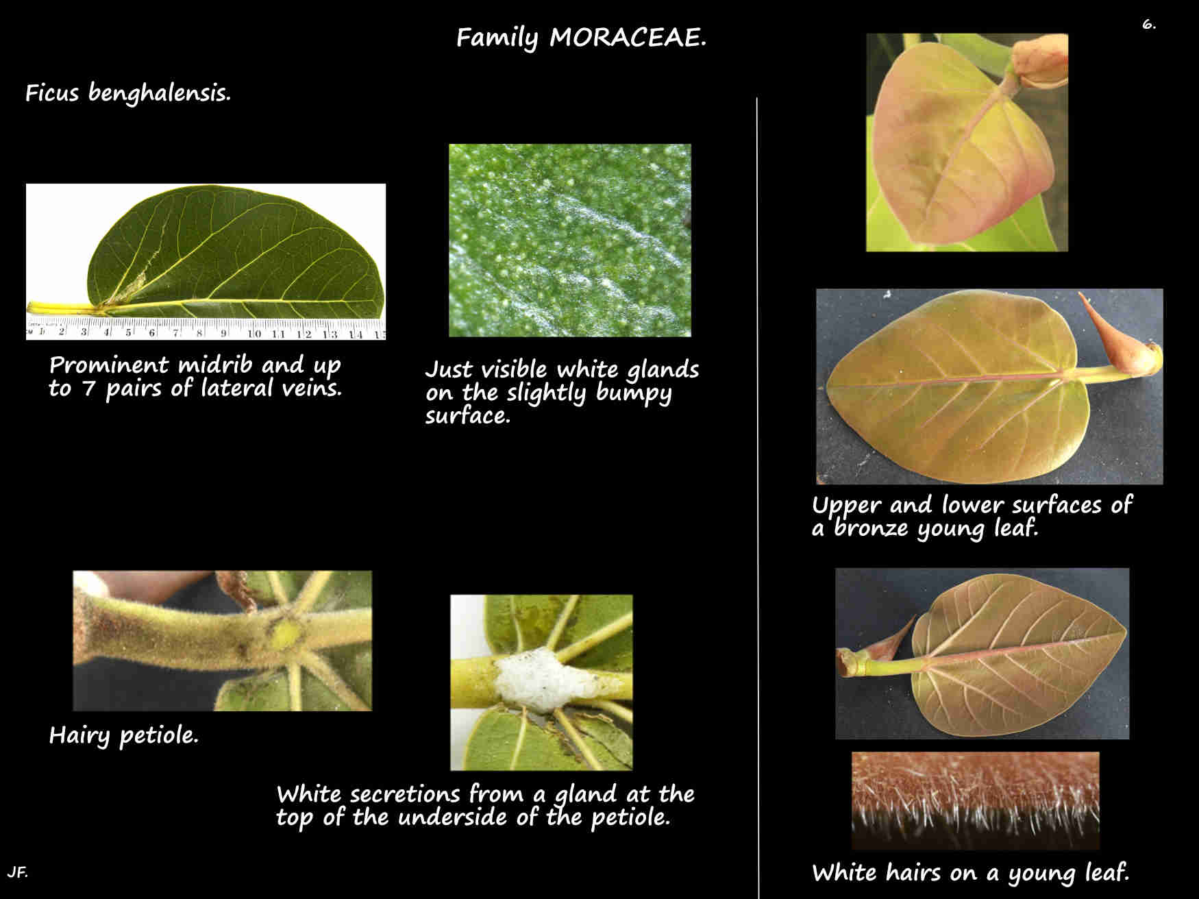 6 Bronze new leaves & leaf glands of Ficus benghalensis