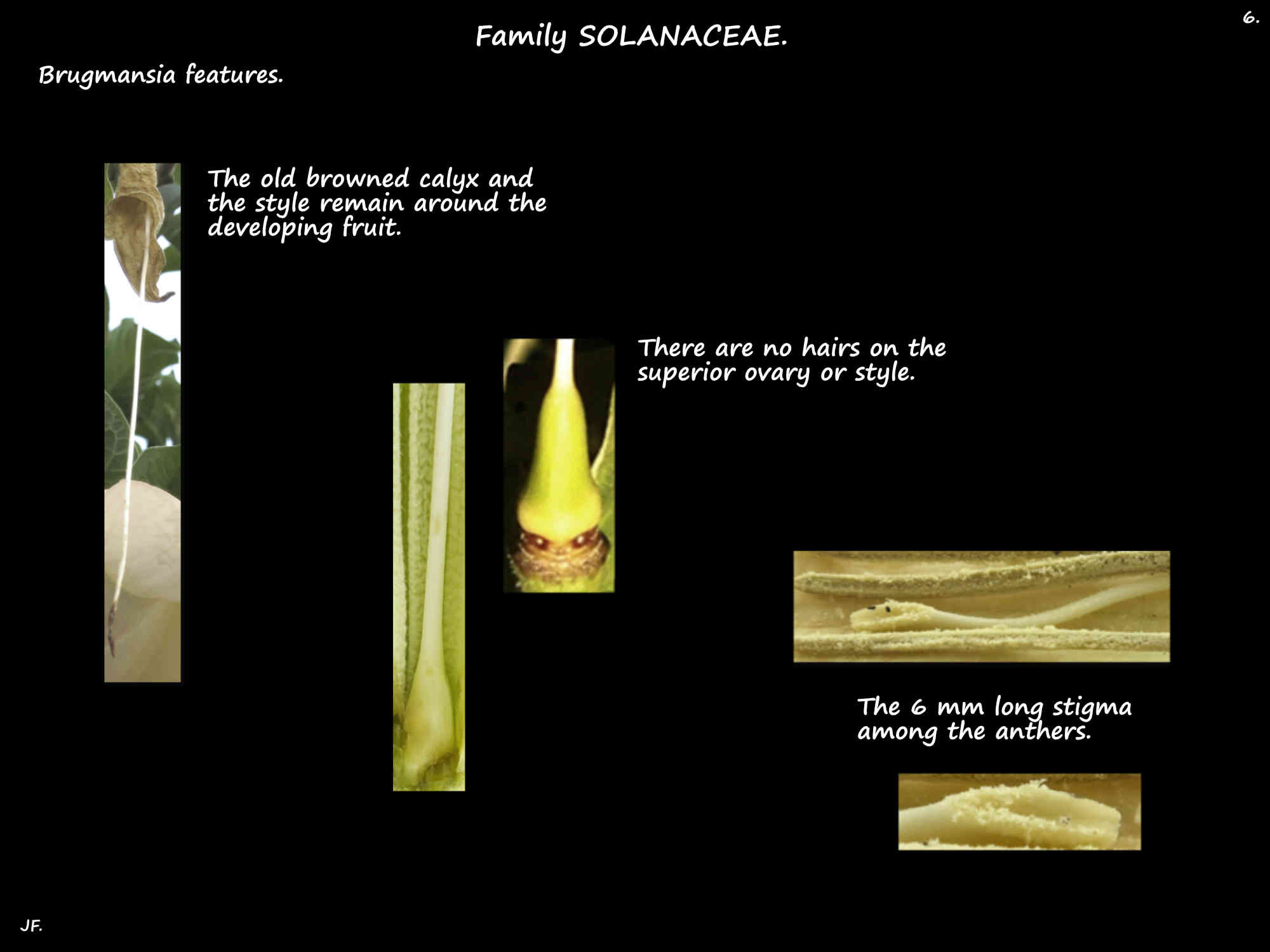 6 Brugmansia ovary & stigma
