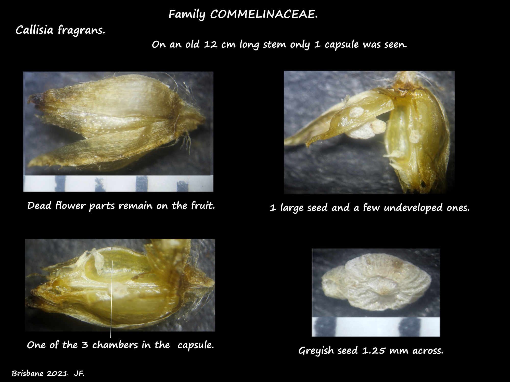 6 Callisia fragrans capsule & seed