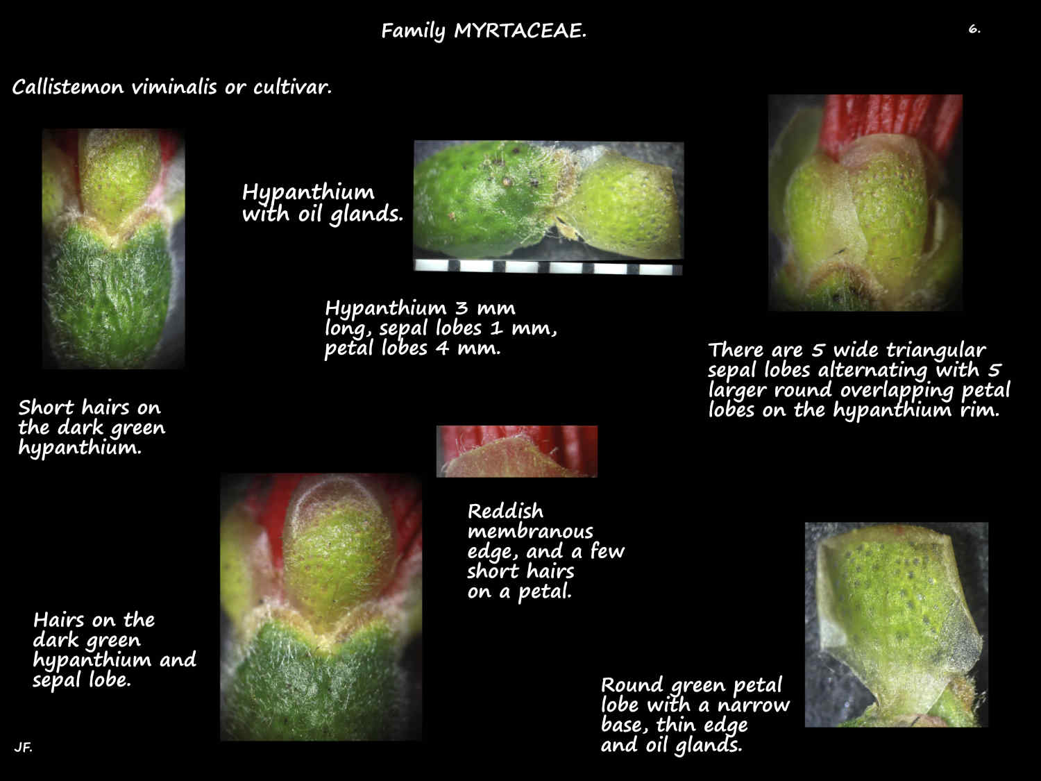 6 Callistemon viminalis sepals & petals