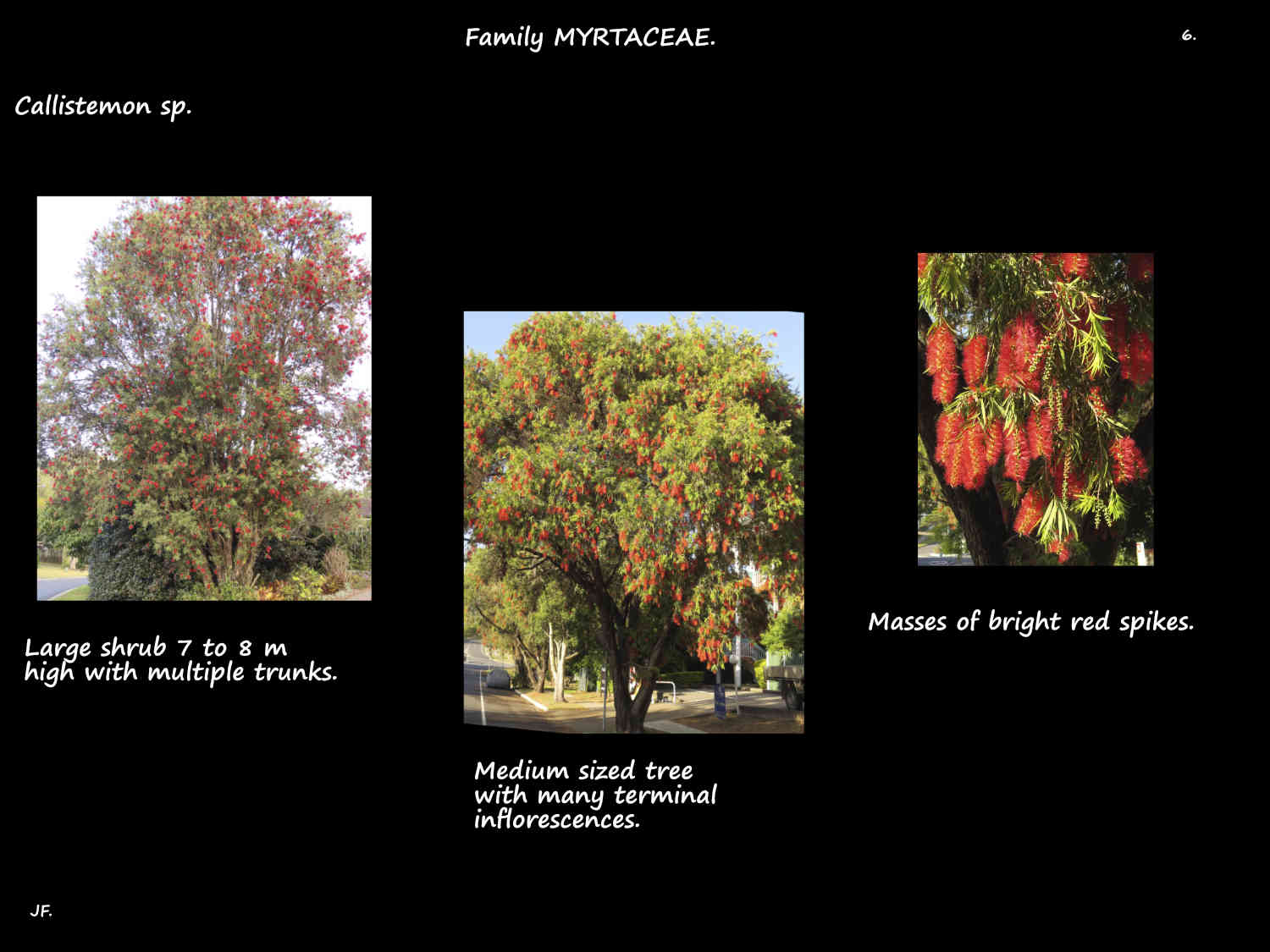 6 Callistemons in flower