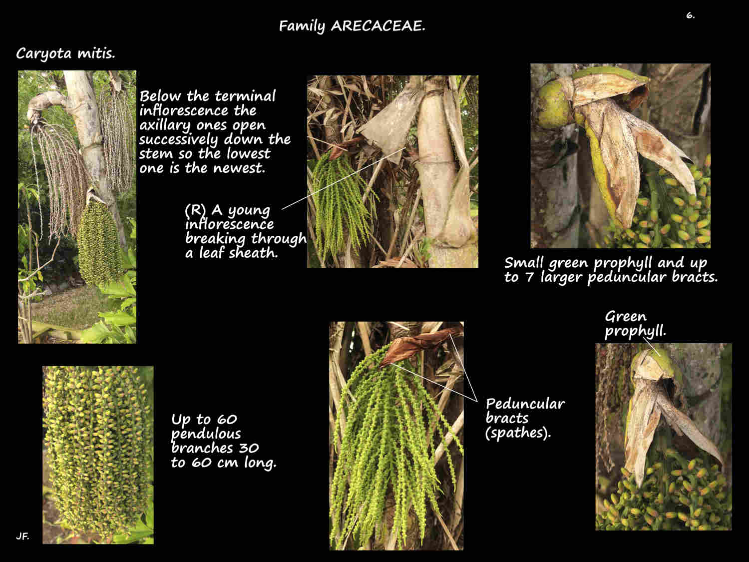 6 Caryota mitis inflorescence bracts