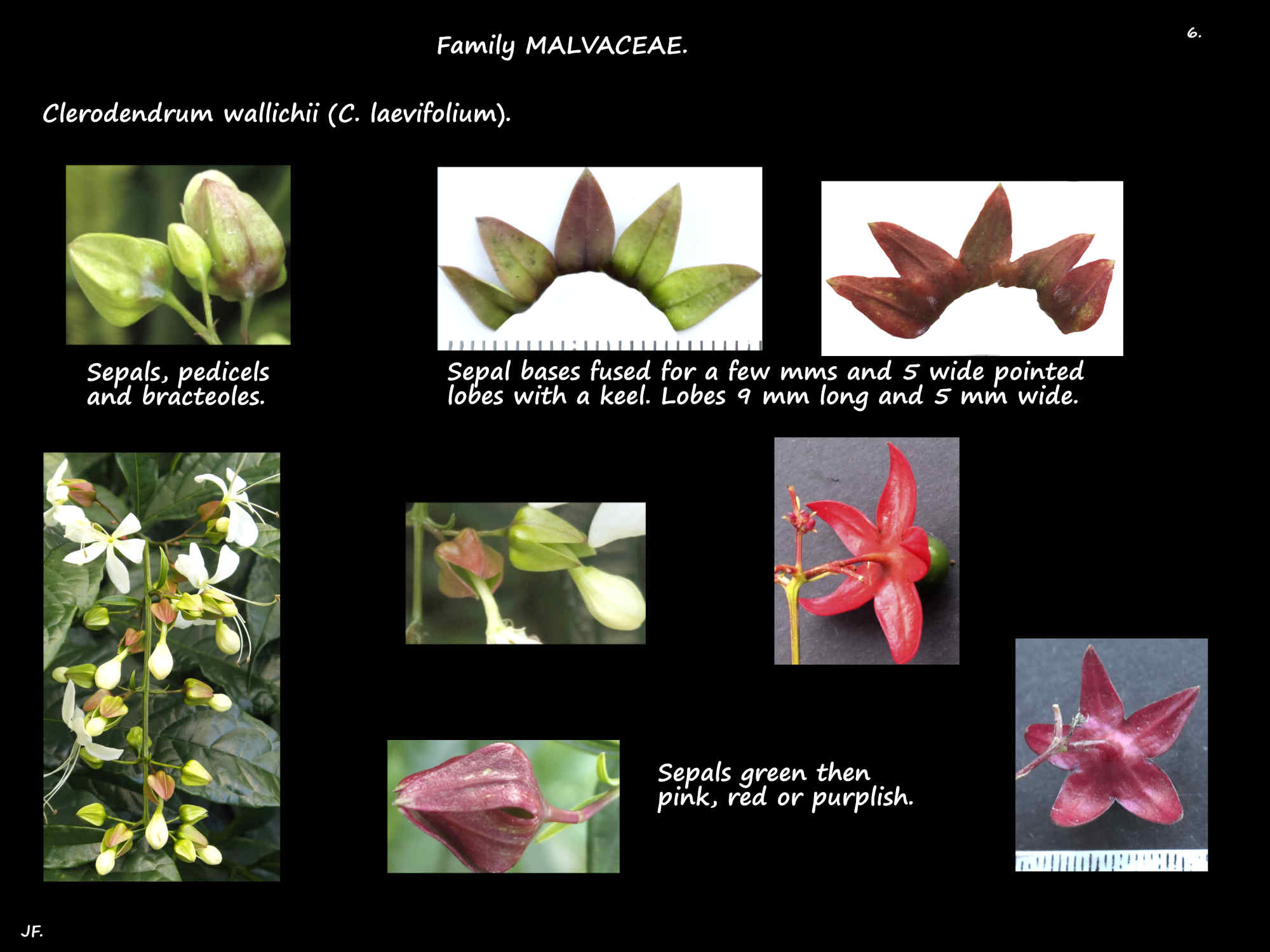 6 Clerodendrum wallichii sepals