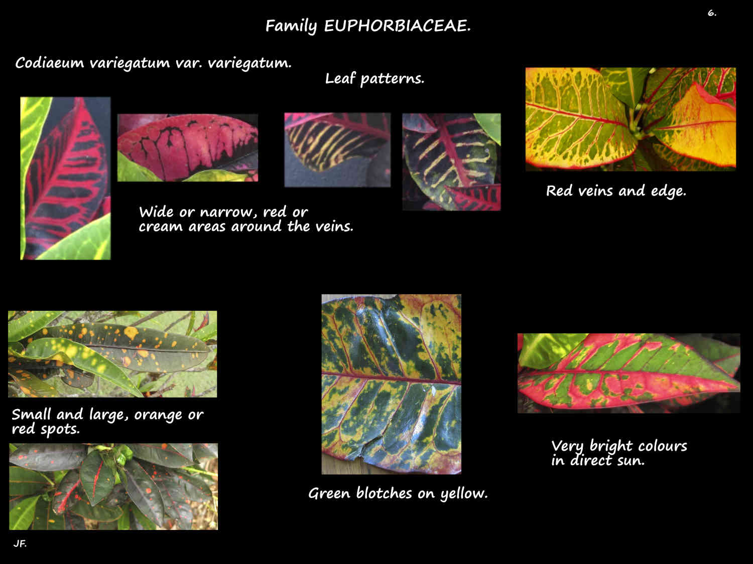 6 Codiaeum variegatum leaf patterns
