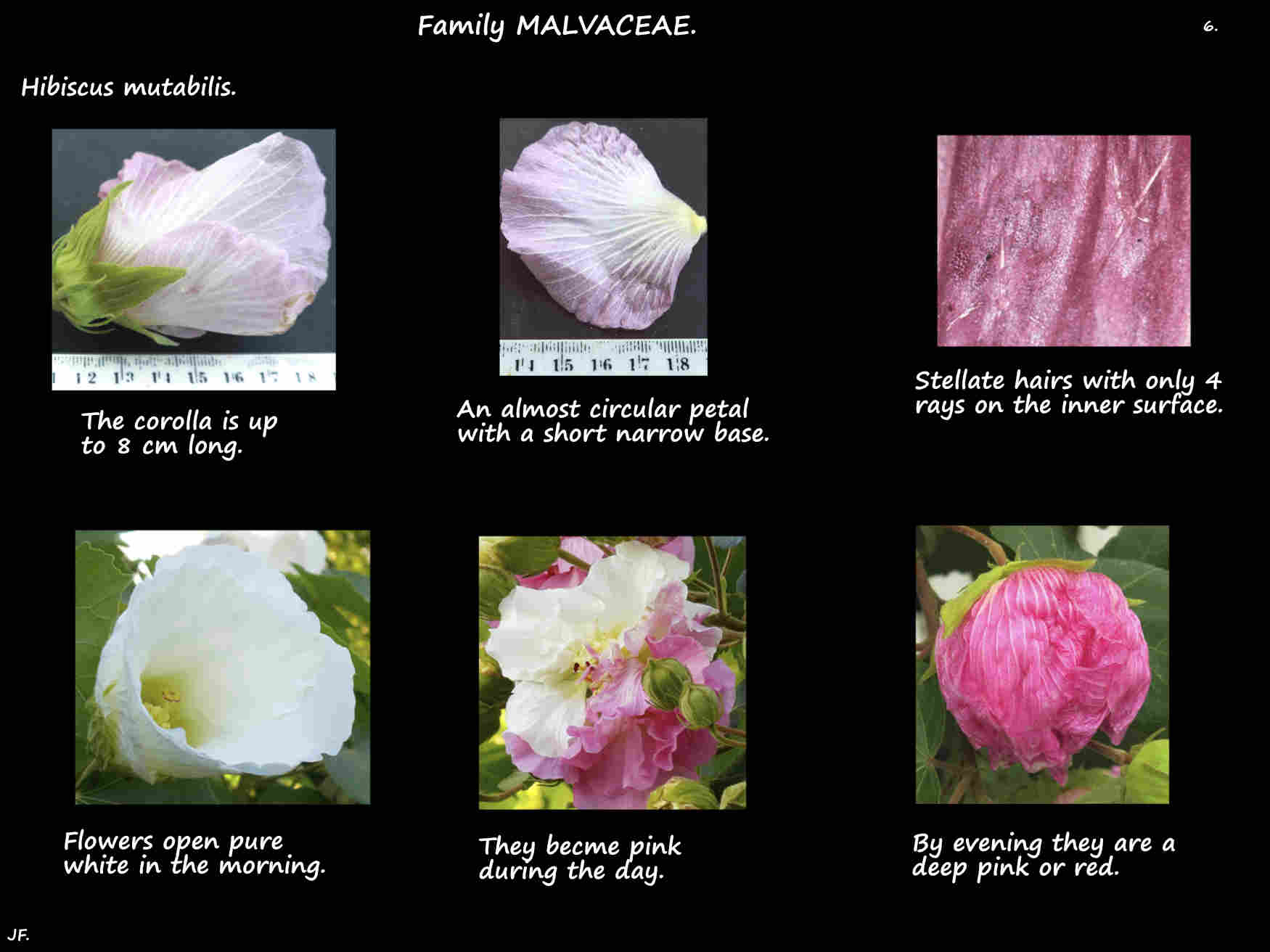 6 Colour change in Hibiscus mutabilis petals